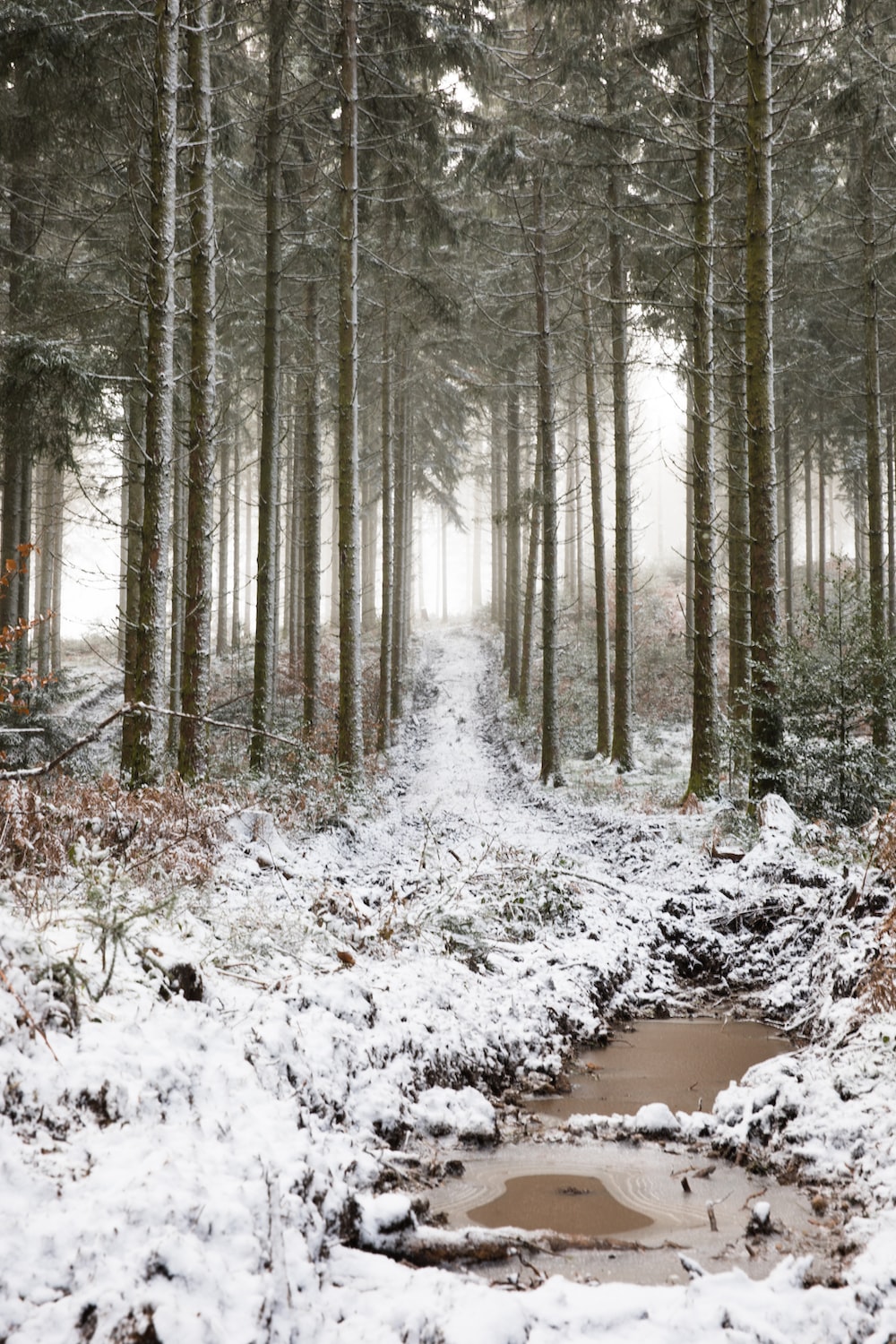 Snow covered trail between trees photo
