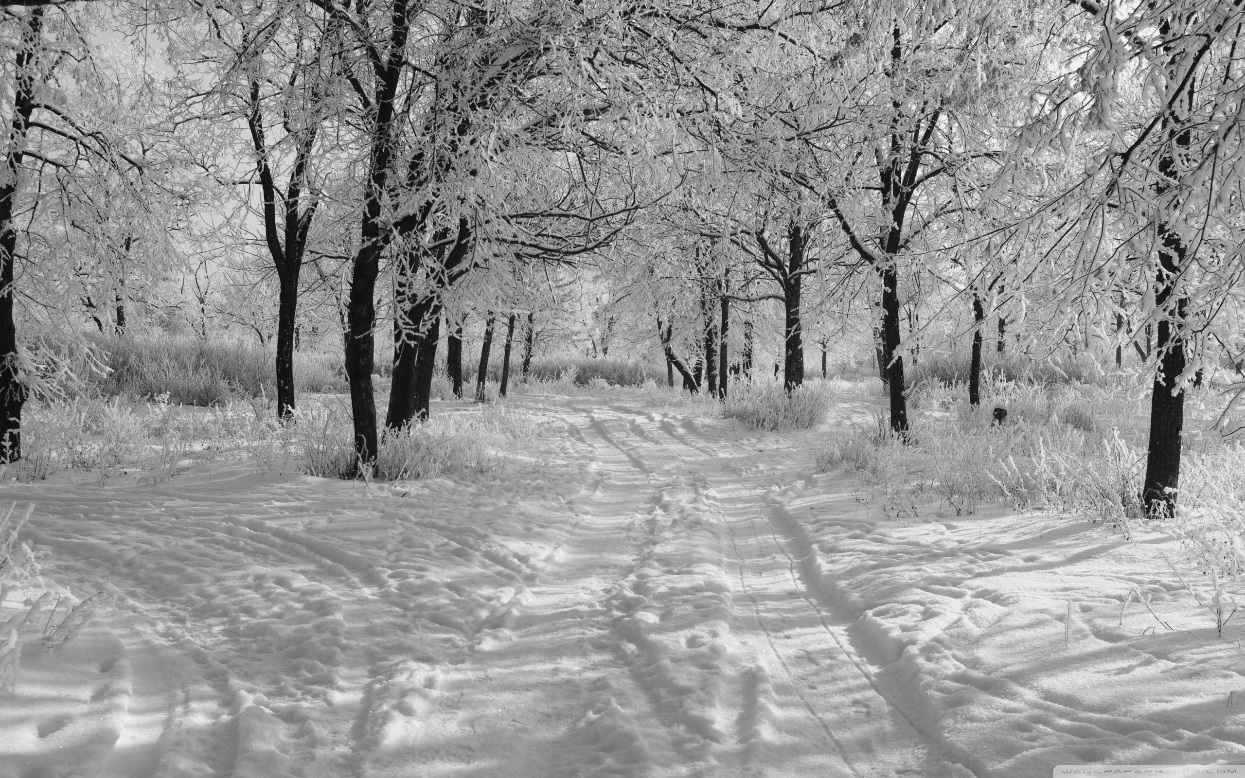 Trails In The Snow, Winter Ultra HD Desktop Background Wallpaper for 4K UHD TV, Multi Display, Dual Monitor, Tablet