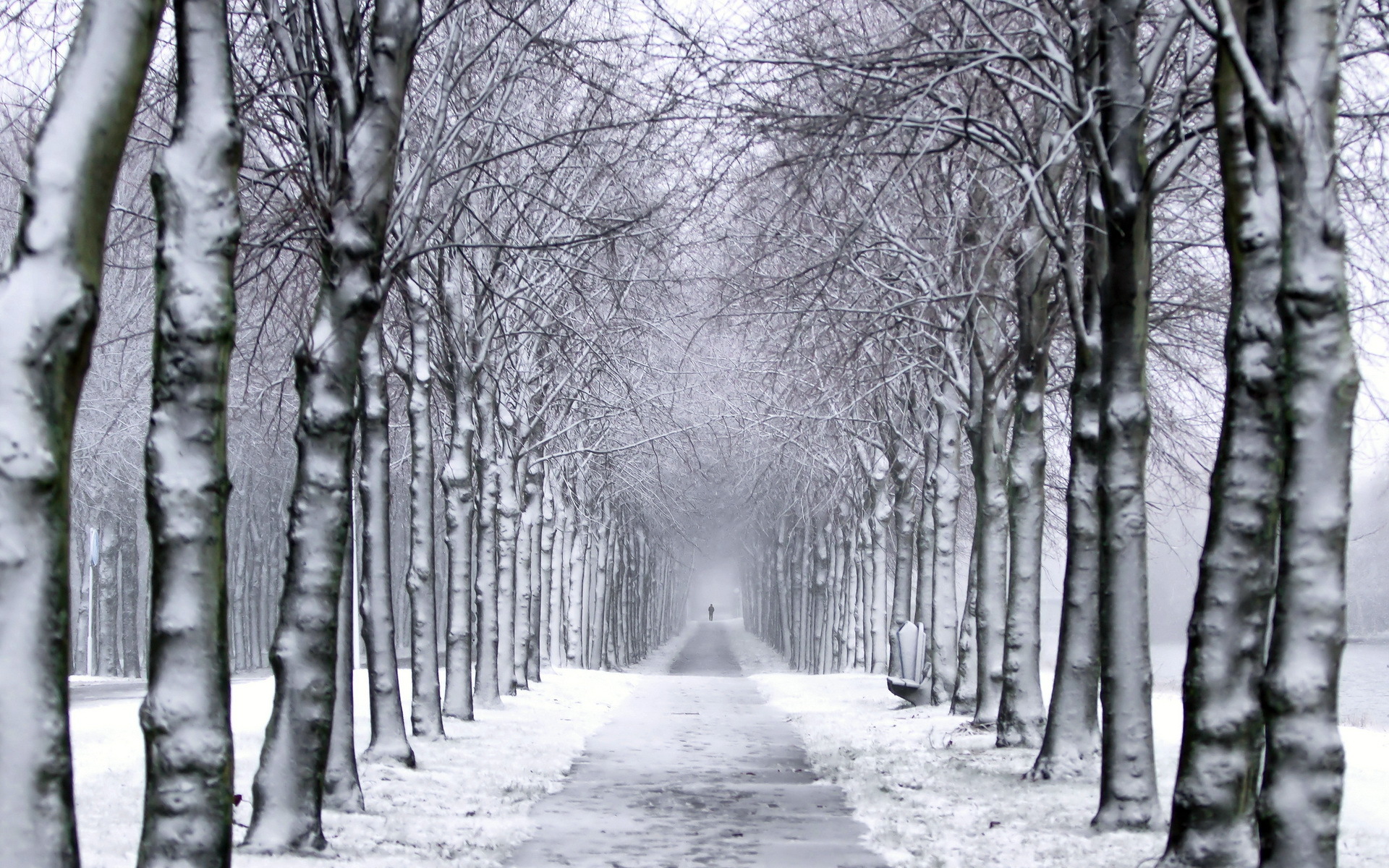 Trees park winter snow trail wallpaperx1200