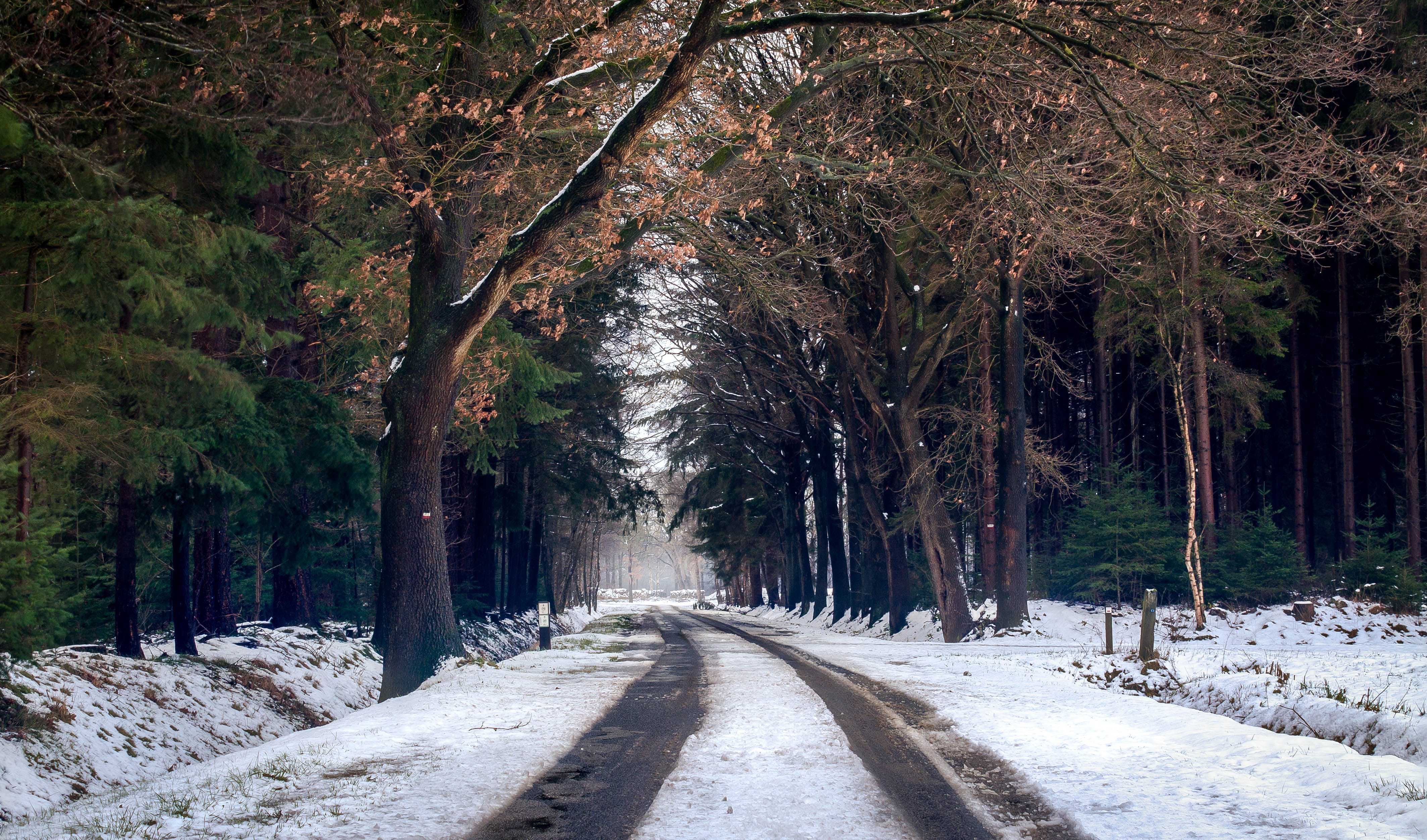 Winter Forest Photo, Download The BEST Free Winter Forest & HD Image
