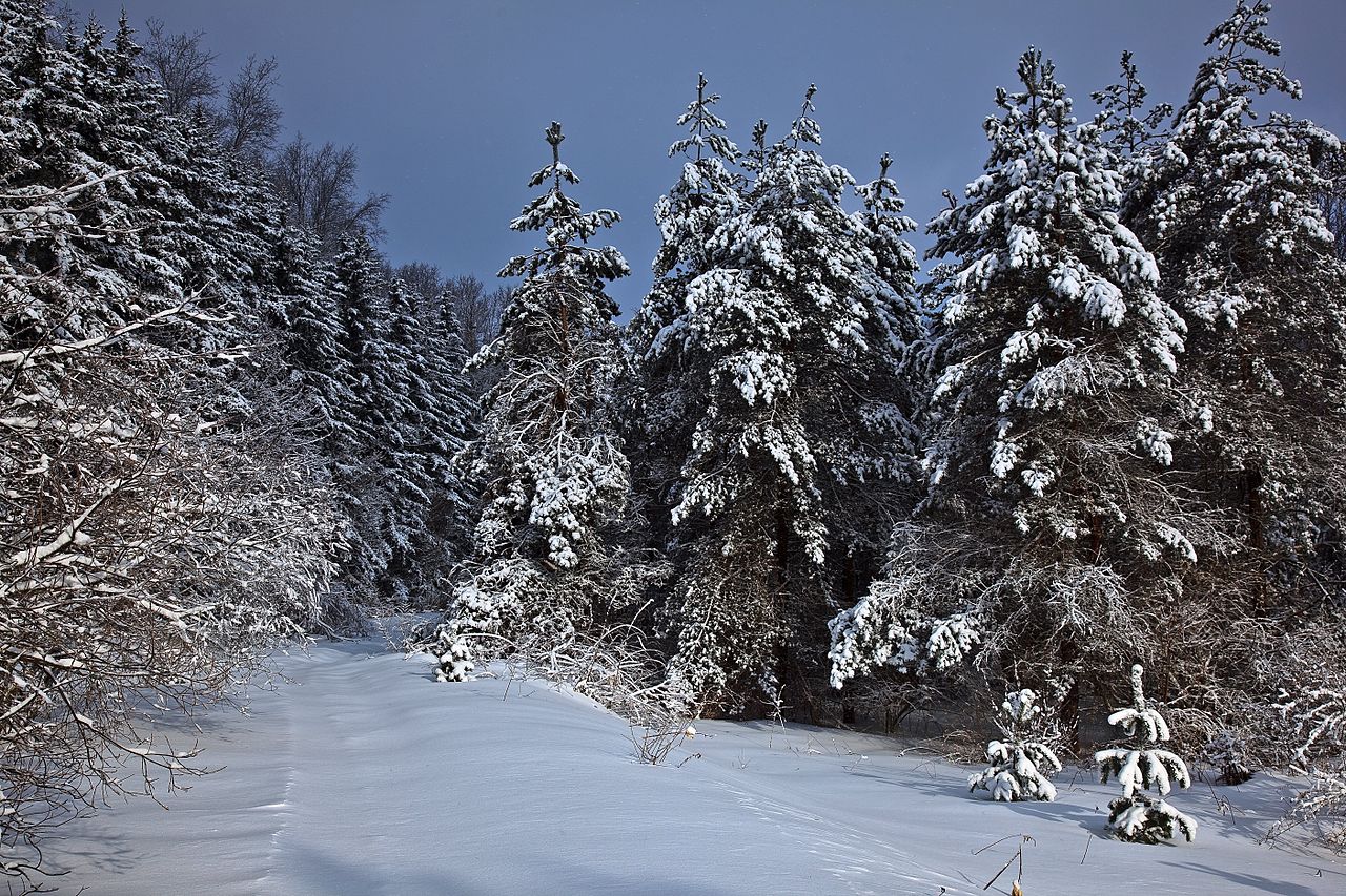 Wv Mountain Trail Winter Snow Trees