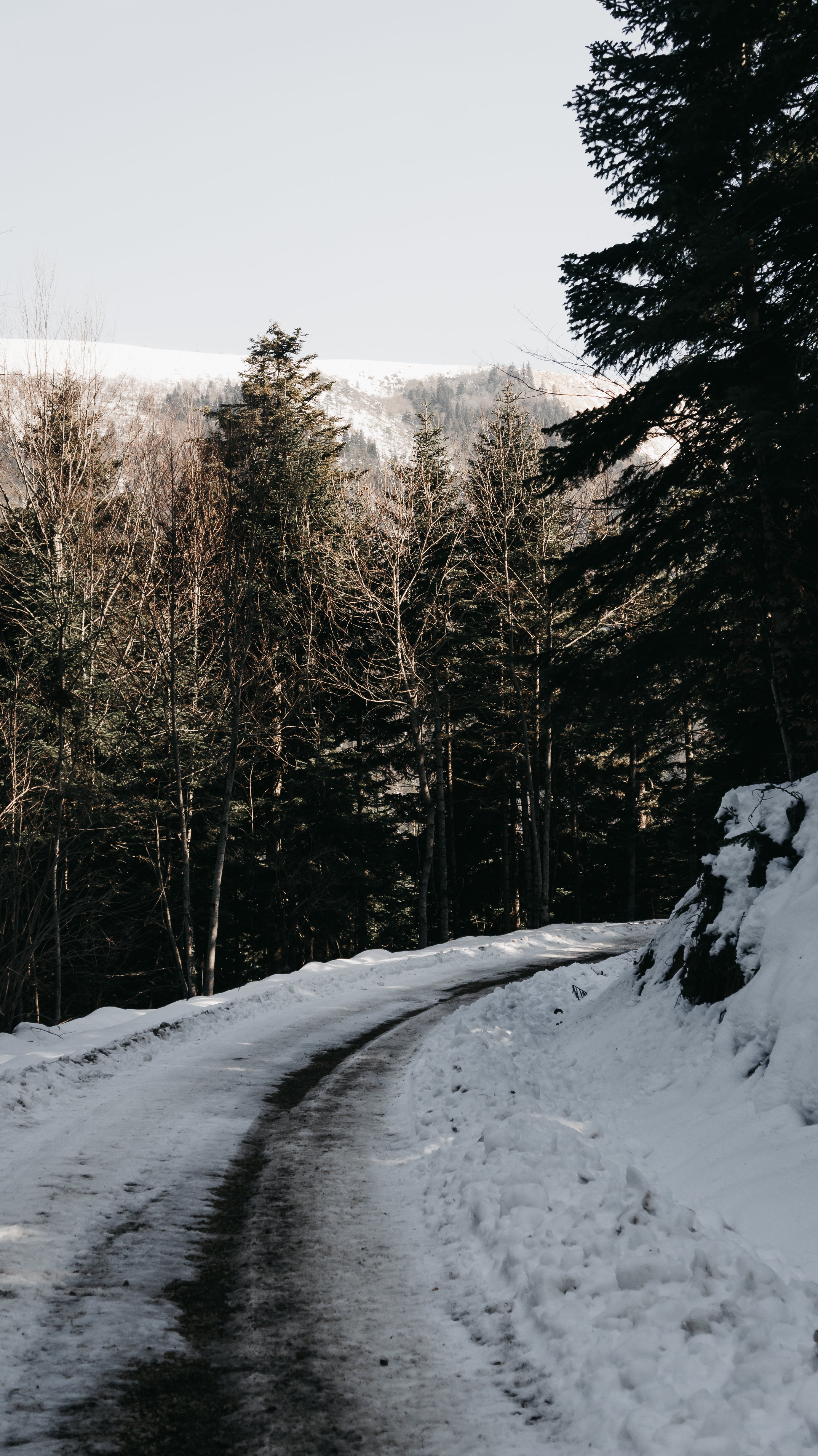A Trail and a Snow Covered Forest · Free