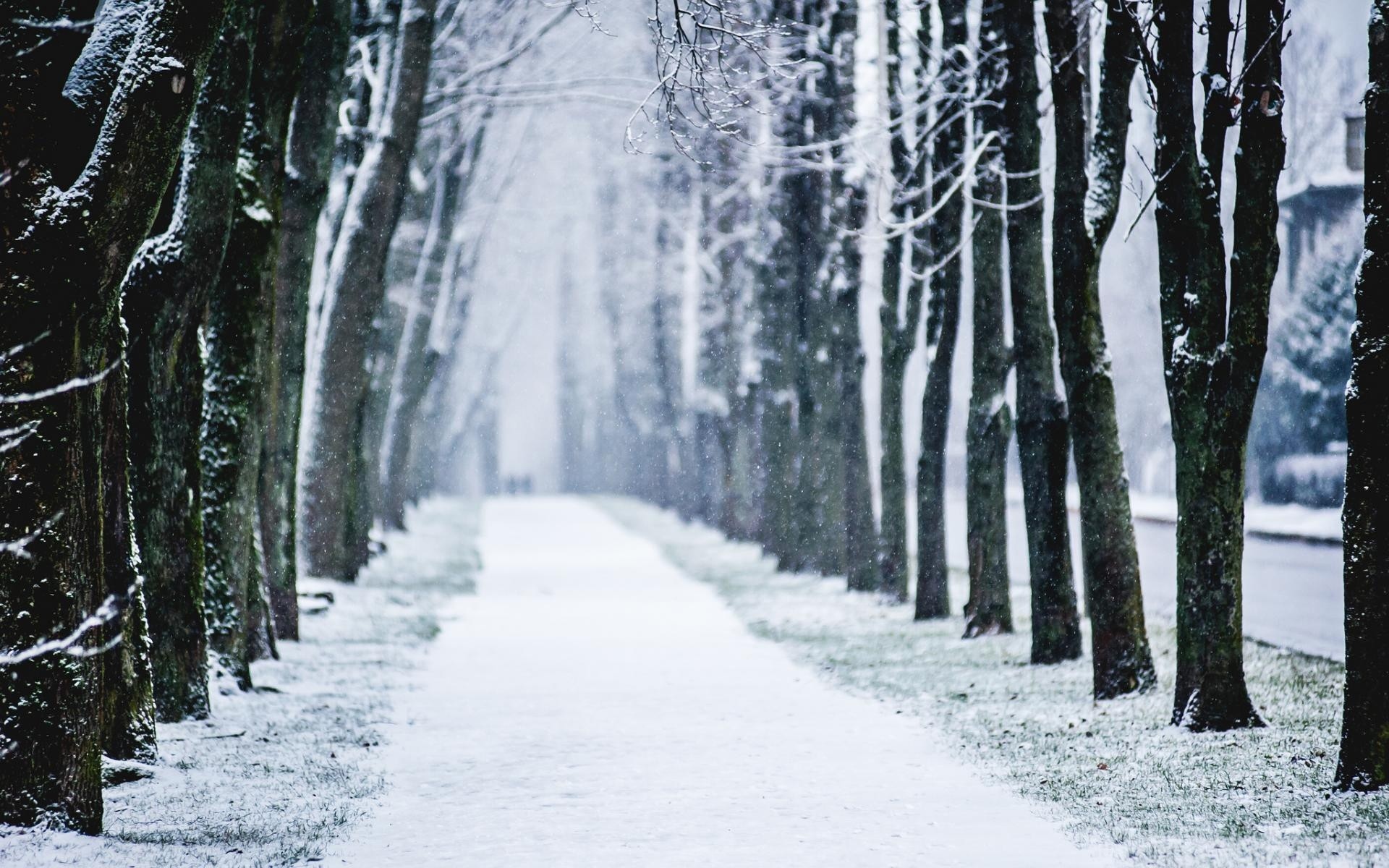 Nature landscape roads path sidewalk trail tracks trees lane winter snow seasons snowing flakes drops cold wallpaperx1200