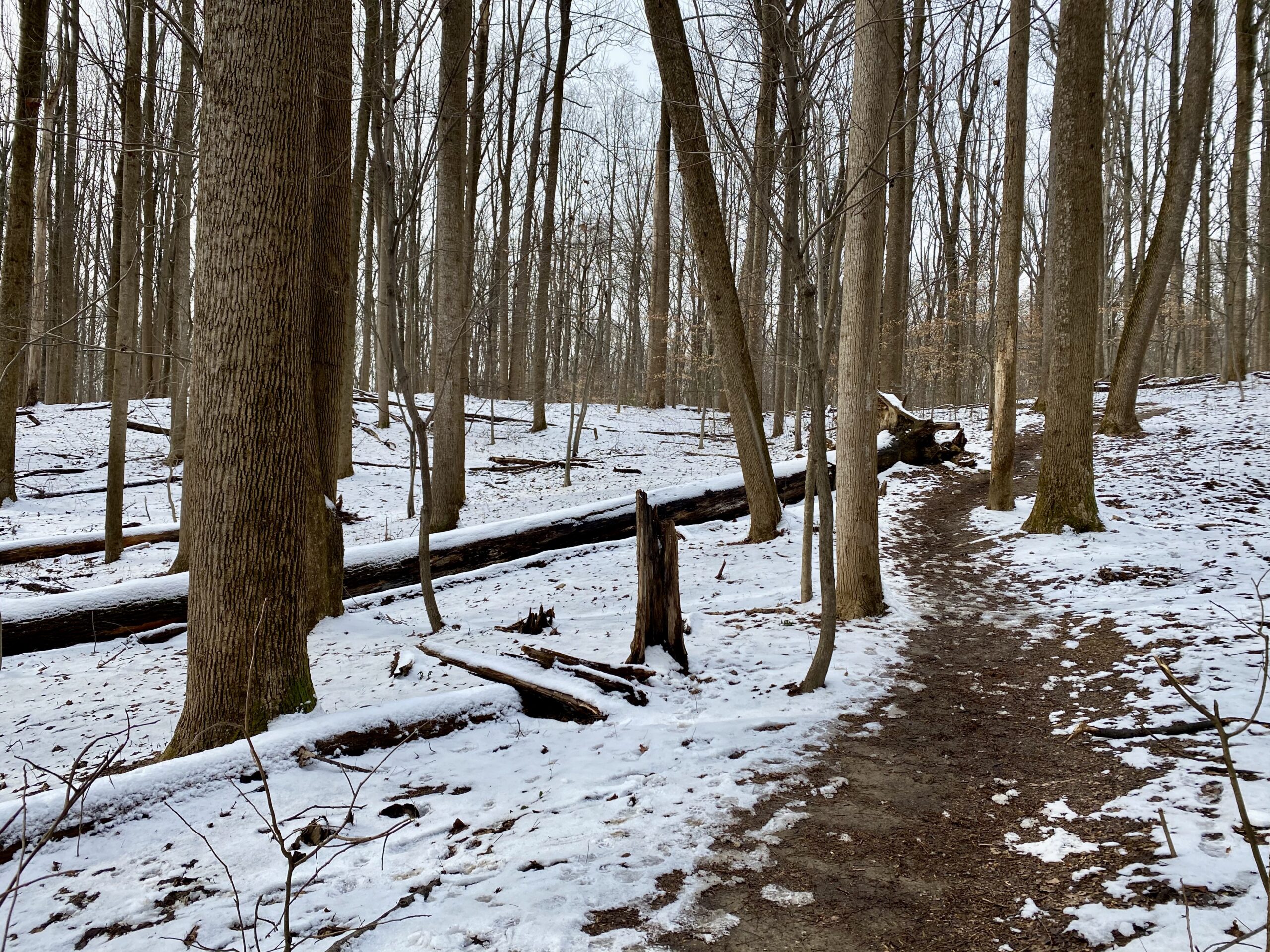 Reflection, Retreat, and Recommitment: Learning from the Winter Woods