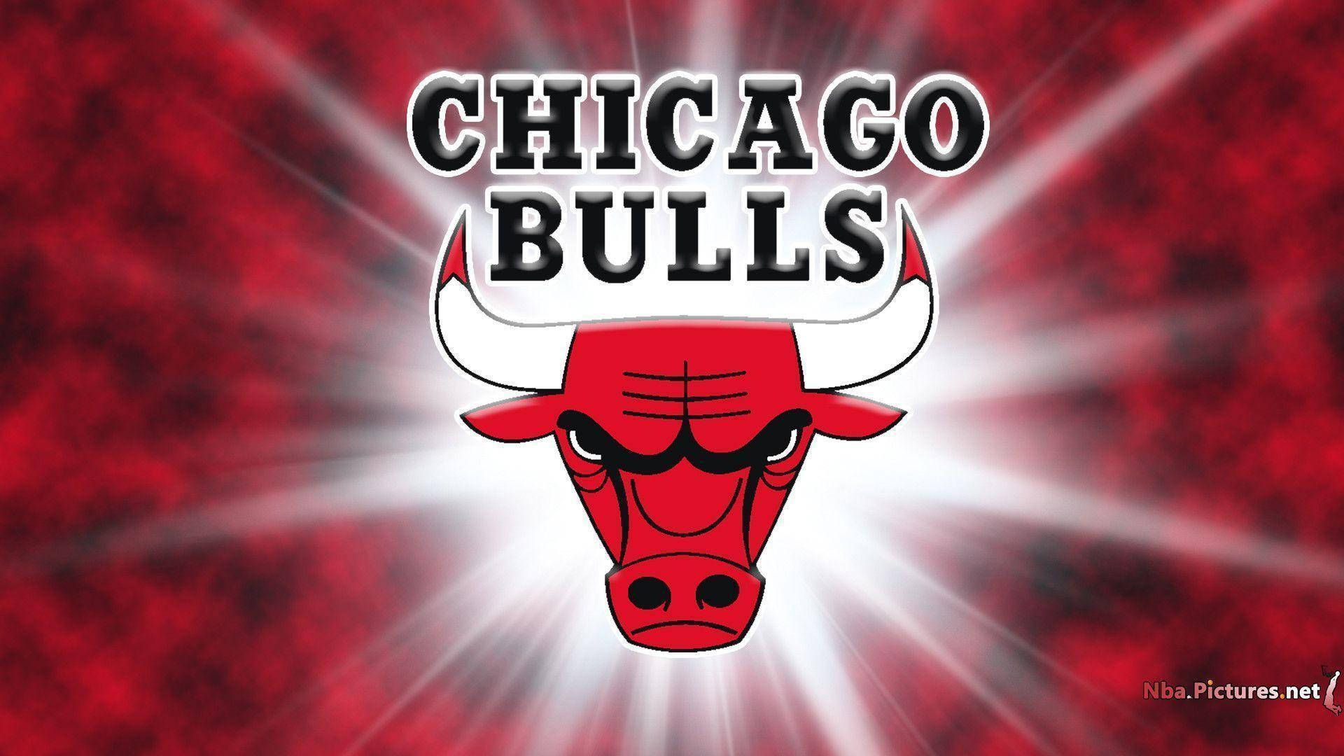 Bulls Wallpaper