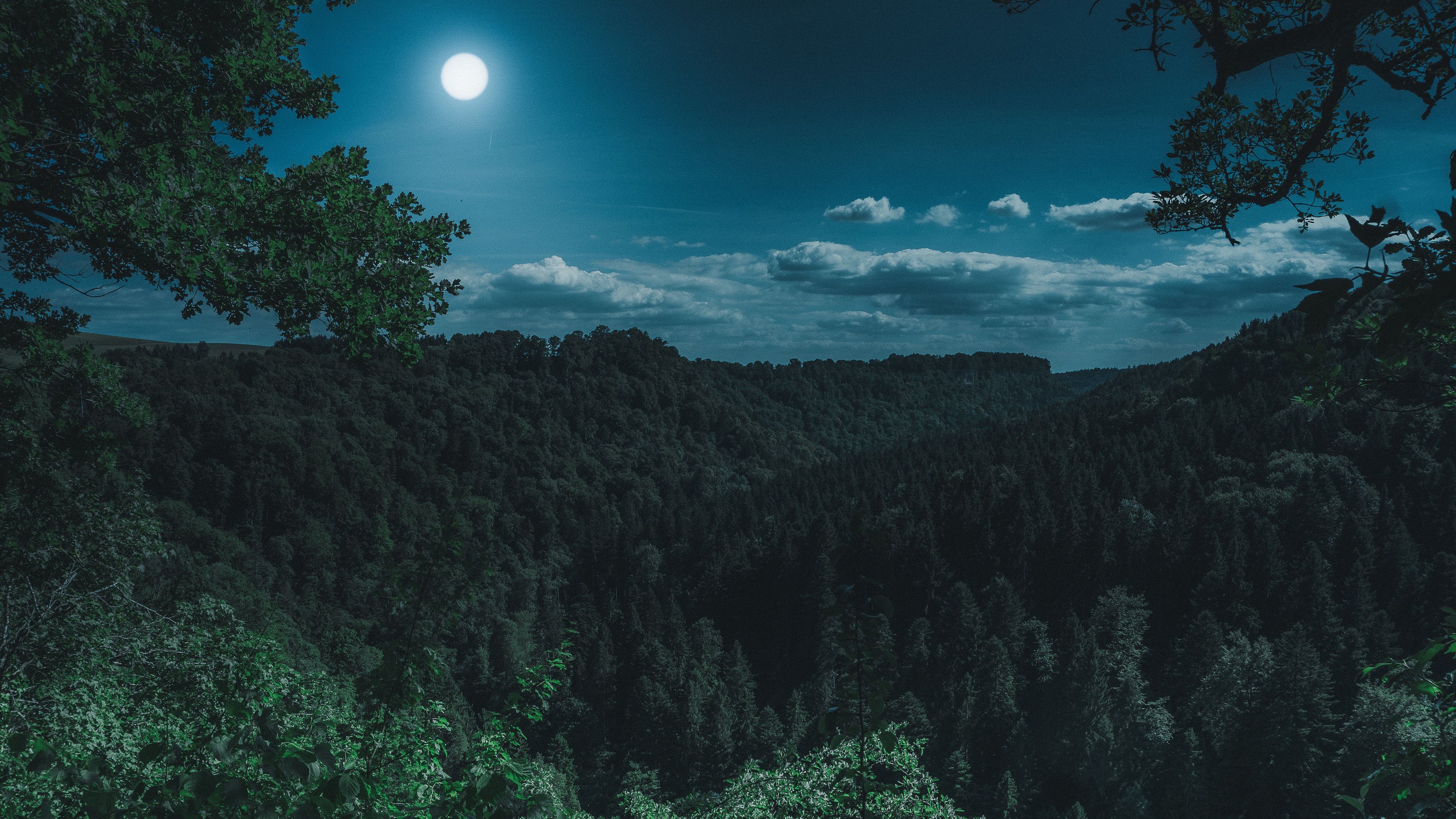 Dark Night Forest View 4k 4k