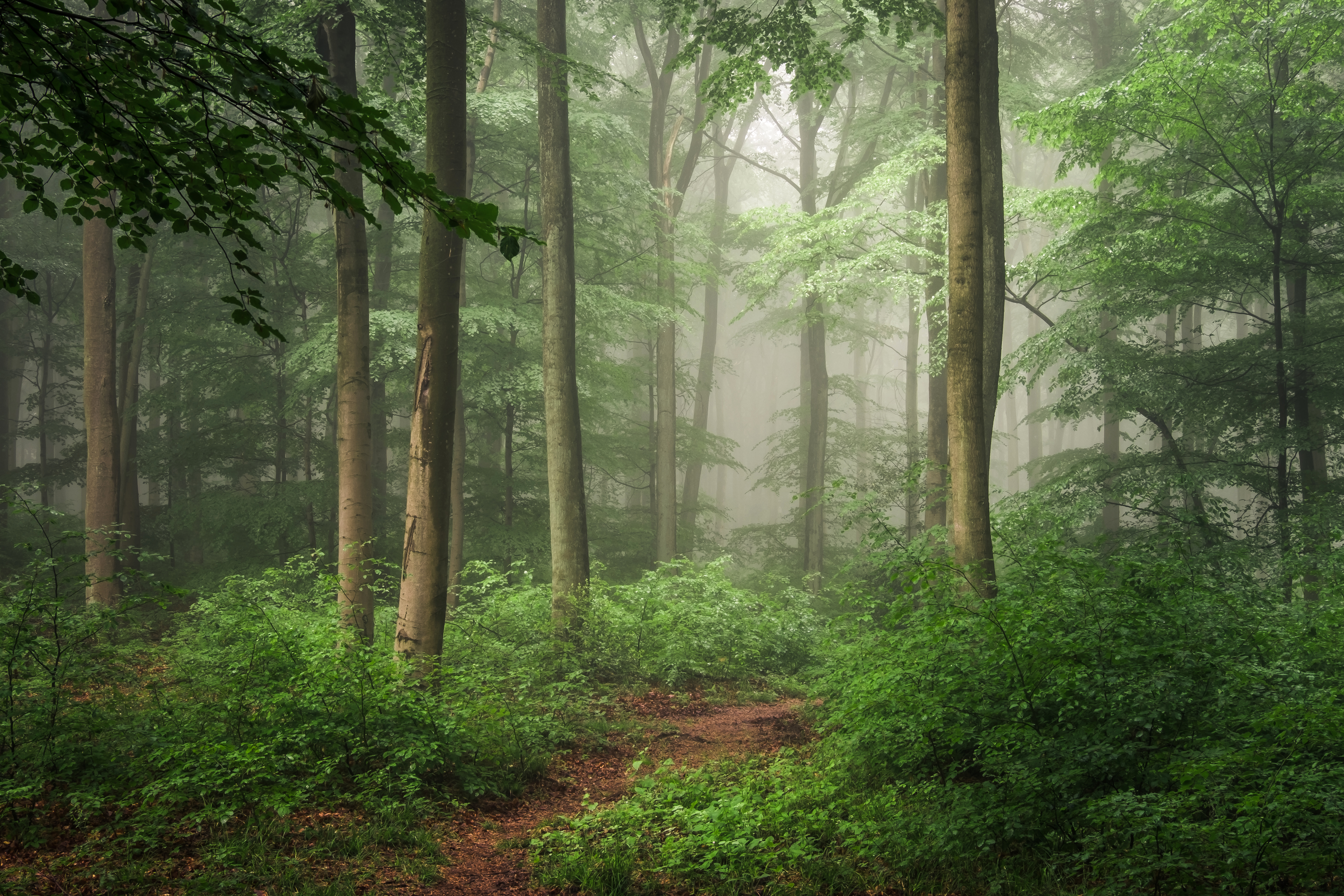 Nature Forest 4k Ultra HD Wallpaper