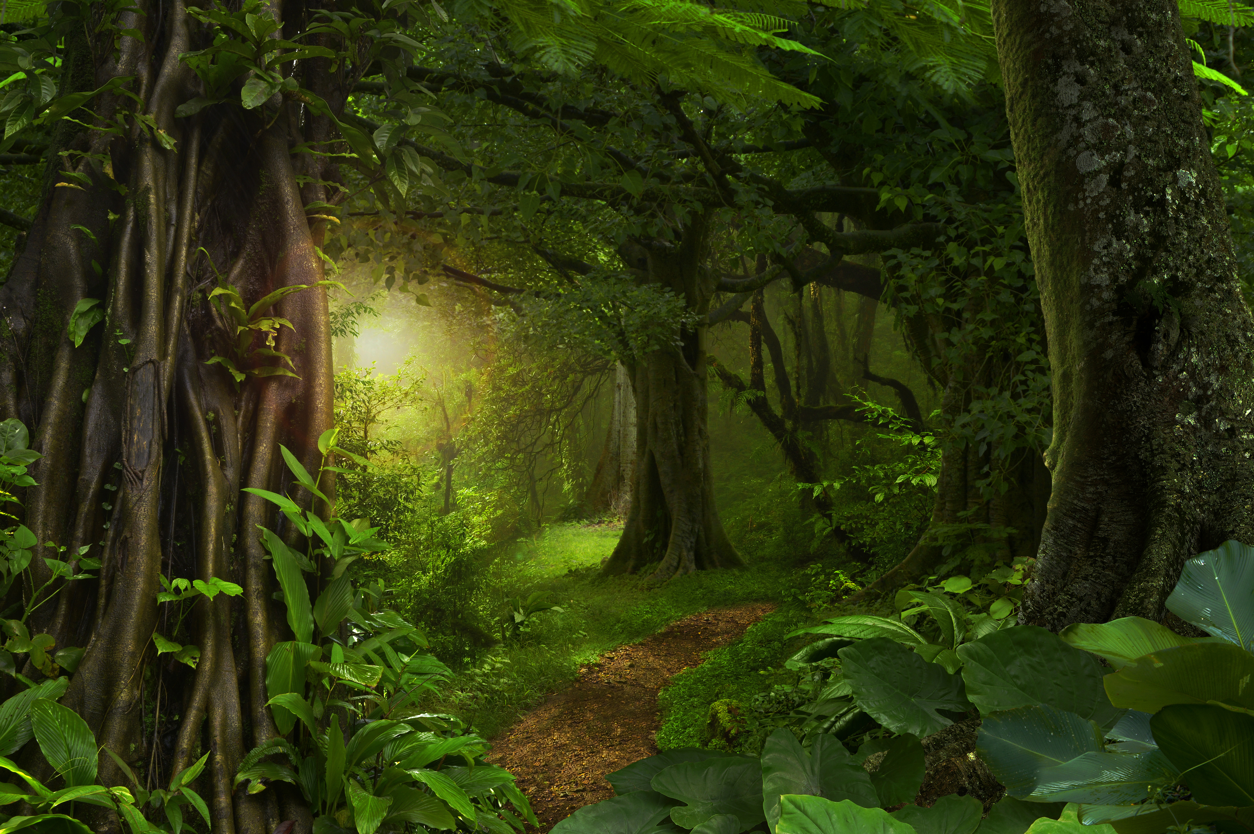 Nature Forest 4k Ultra HD Wallpaper