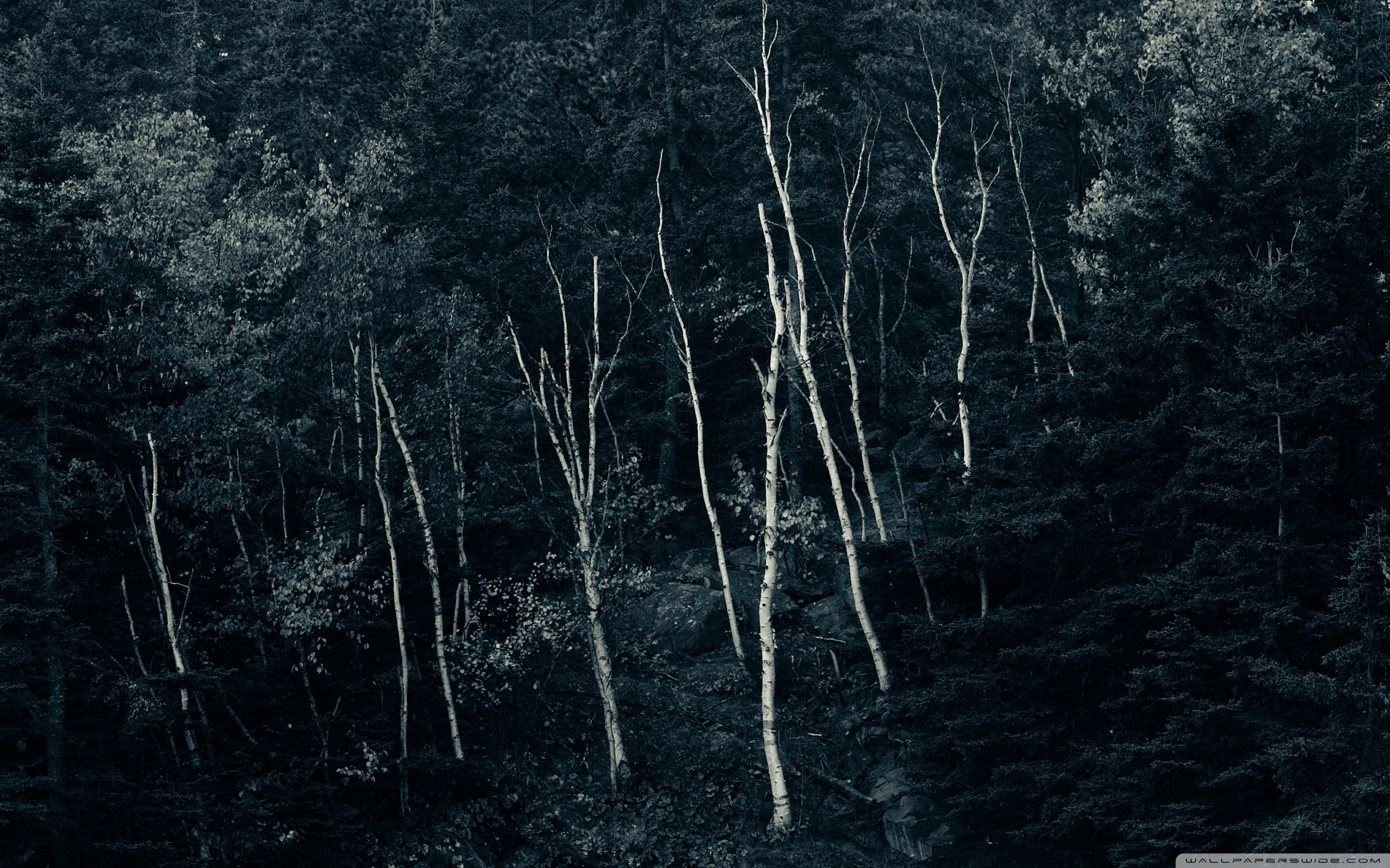 Forest Night Ultra HD Desktop Background Wallpaper for 4K UHD TV, Tablet