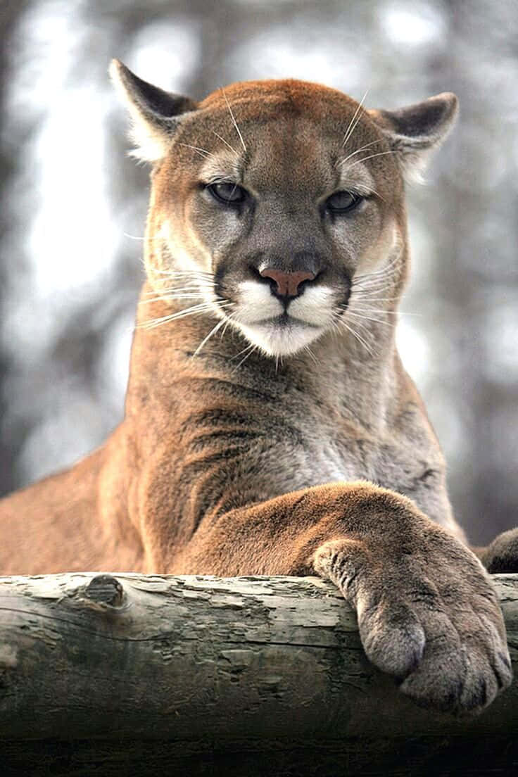 Download Puma Logo Printed on Beckenbauer Allround Sport Shoes