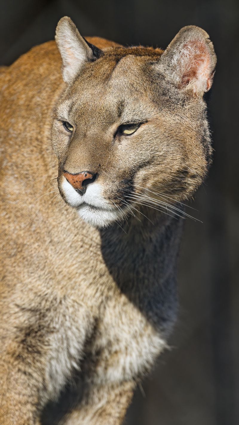 Download Wallpaper 800x1420 Puma, Animal, Predator, Big Cat Iphone Se 5s 5c 5 For Parallax HD Background