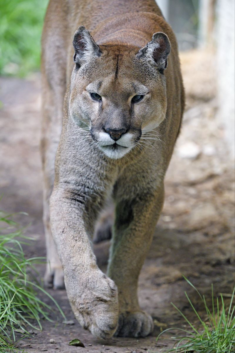 Download Wallpaper 800x1200 Puma, Predator, Big Cat, Muzzle, Grass Iphone 4s 4 For Parallax HD Background