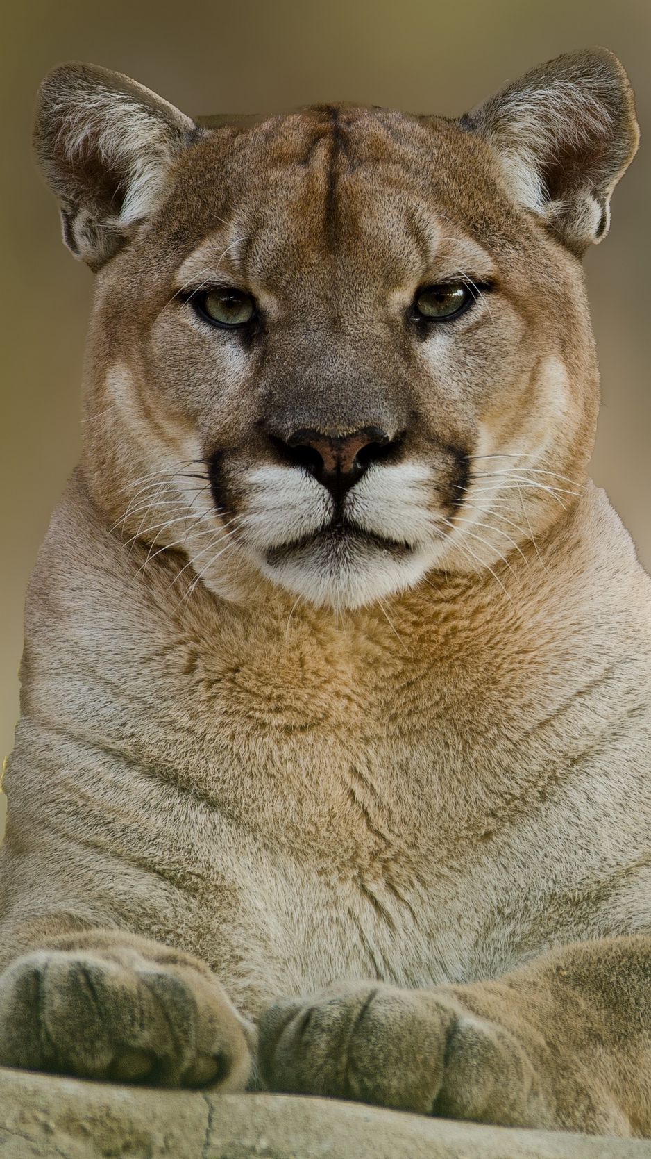 Download Wallpaper 938x1668 Puma, Cougar, Mountain, Lion Iphone 8 7 6s 6 For Parallax HD Background