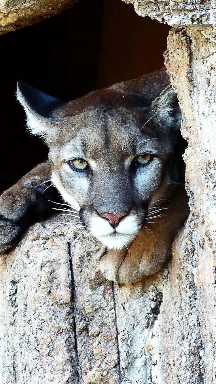 Download wallpaper 750x1334 puma, cougar, wild cat, predator, stare, iphone 7, iphone 8, 750x1334 HD background, 9597