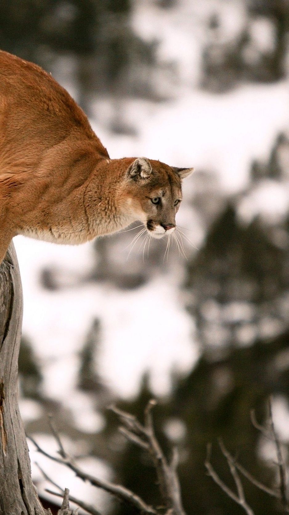 Download Wallpaper 938x1668 Puma, Branches, Trees, Jump Iphone 8 7 6s 6 For Parallax HD Background