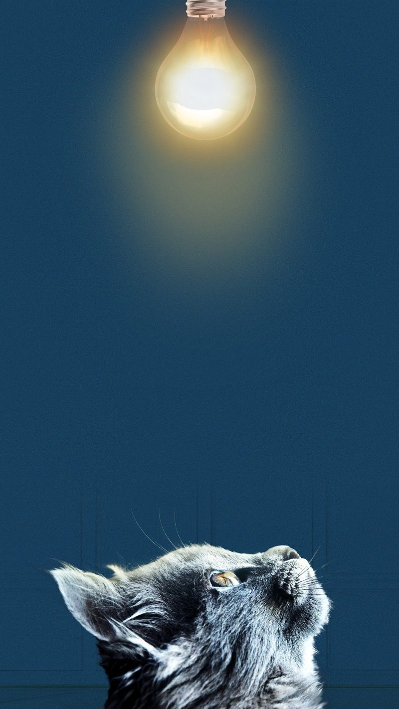 iPhone Wallpaper Cat Image. Free