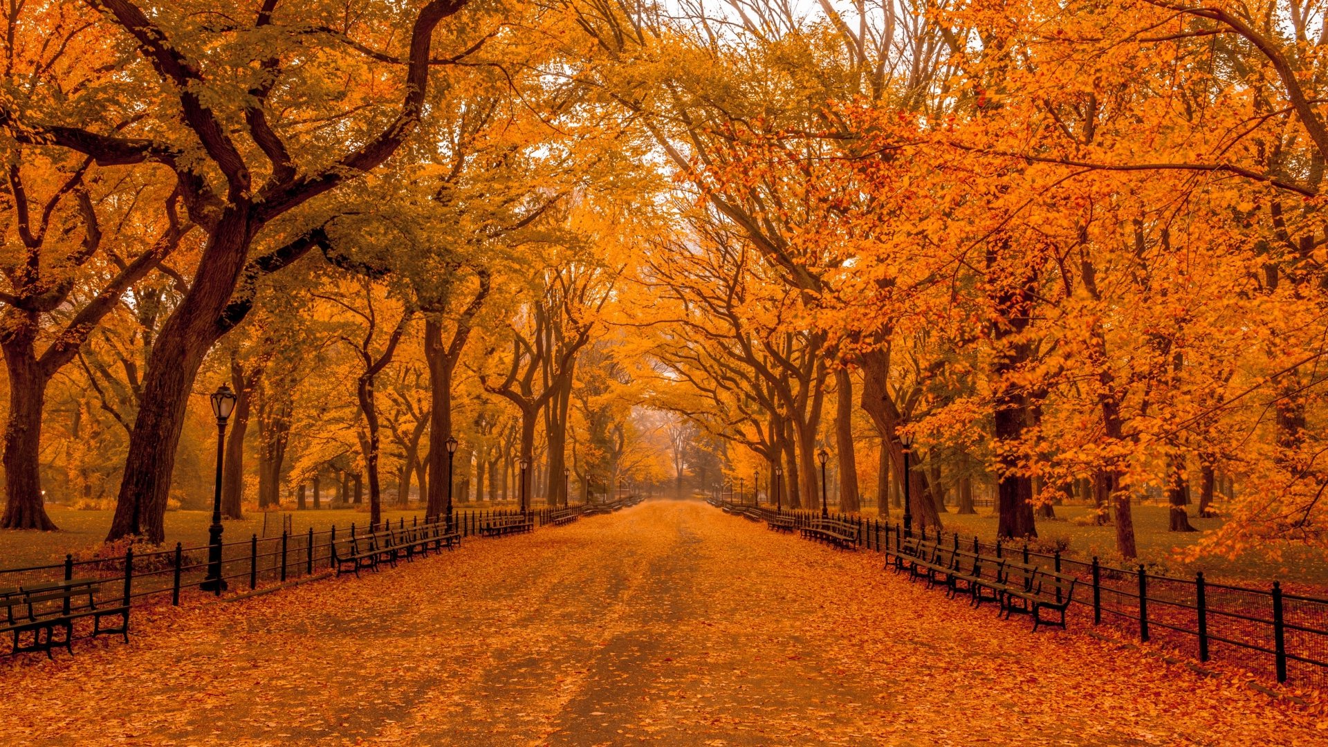 Central Park Fall in 4K Ultra HD Wallpaper