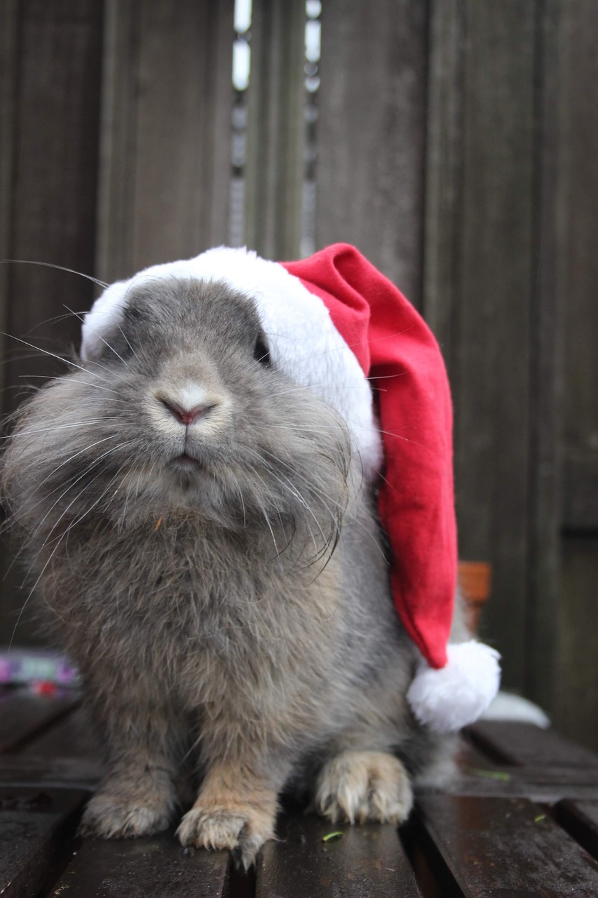 Free Christmas Rabbit & Christmas Image