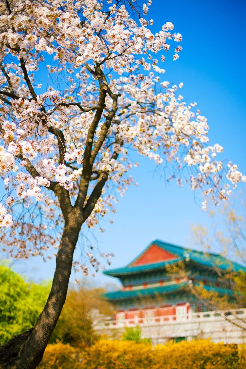 Gyeongbokgung Palace Photo. Photo of Seoul Attractions