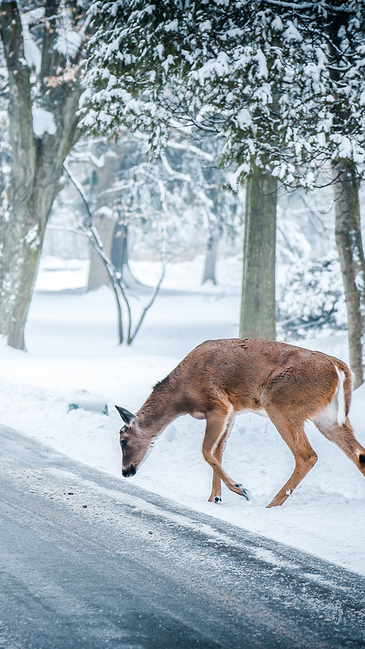 iPhone6papers.co. iPhone 6 wallpaper. christmas deer street snow winter nature animal