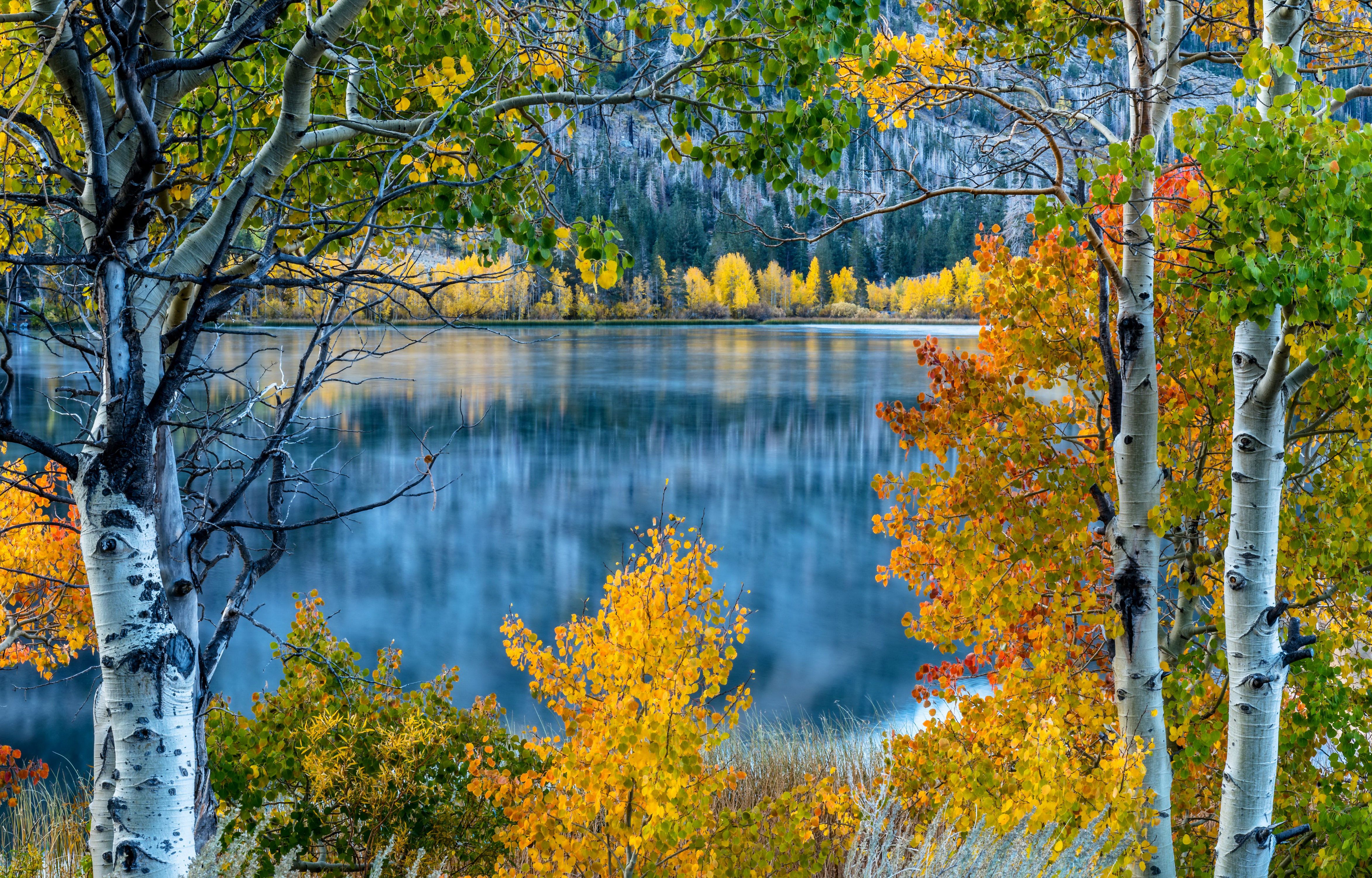 Birch Trees on Autumn Lake