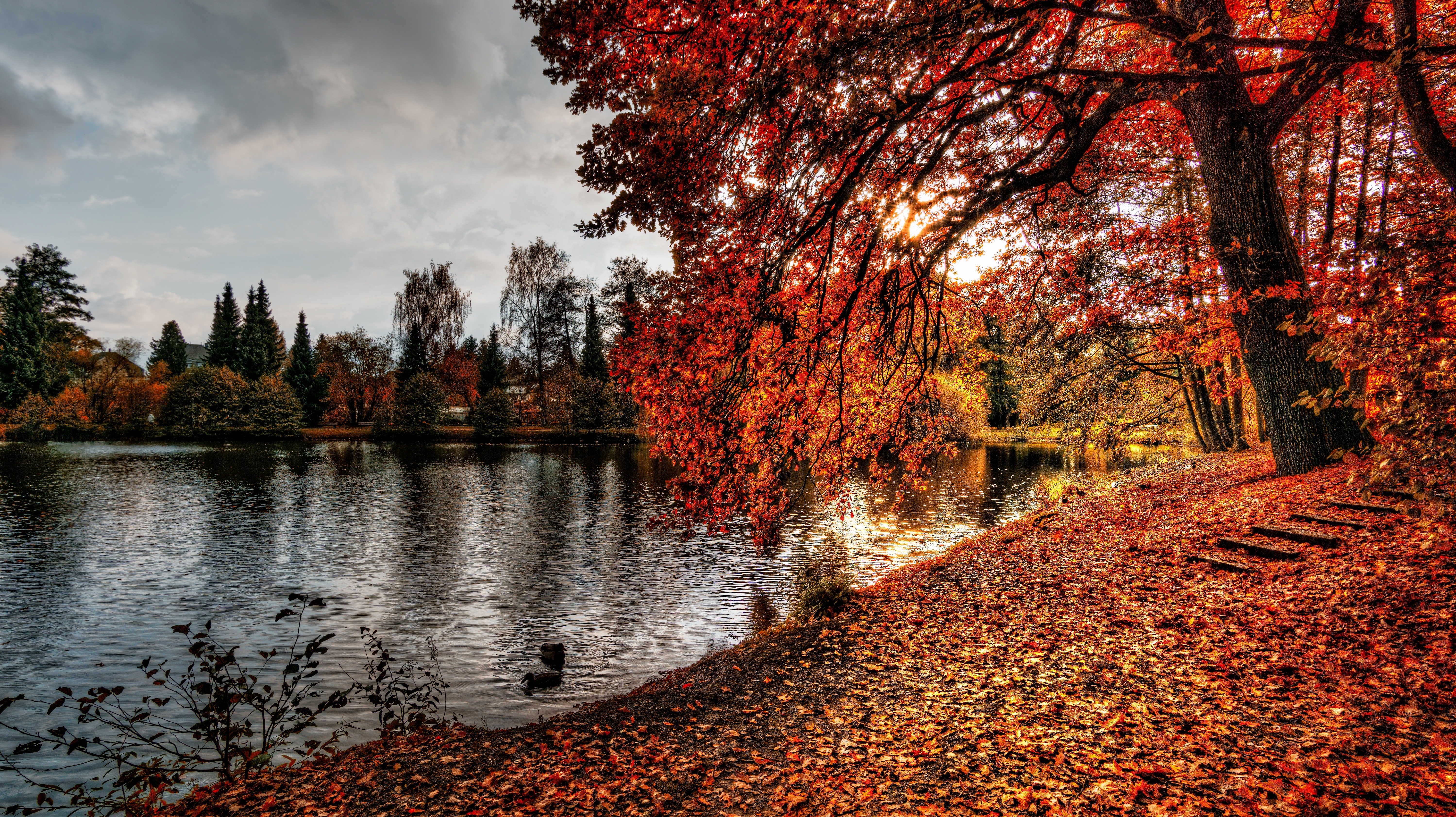 Autumn autumn leaves branch color dawn daylight environment fall forest lake landscape leaves maple nature outdoors park pond reflection river scenic season sun tree water wood wallpaperx3365