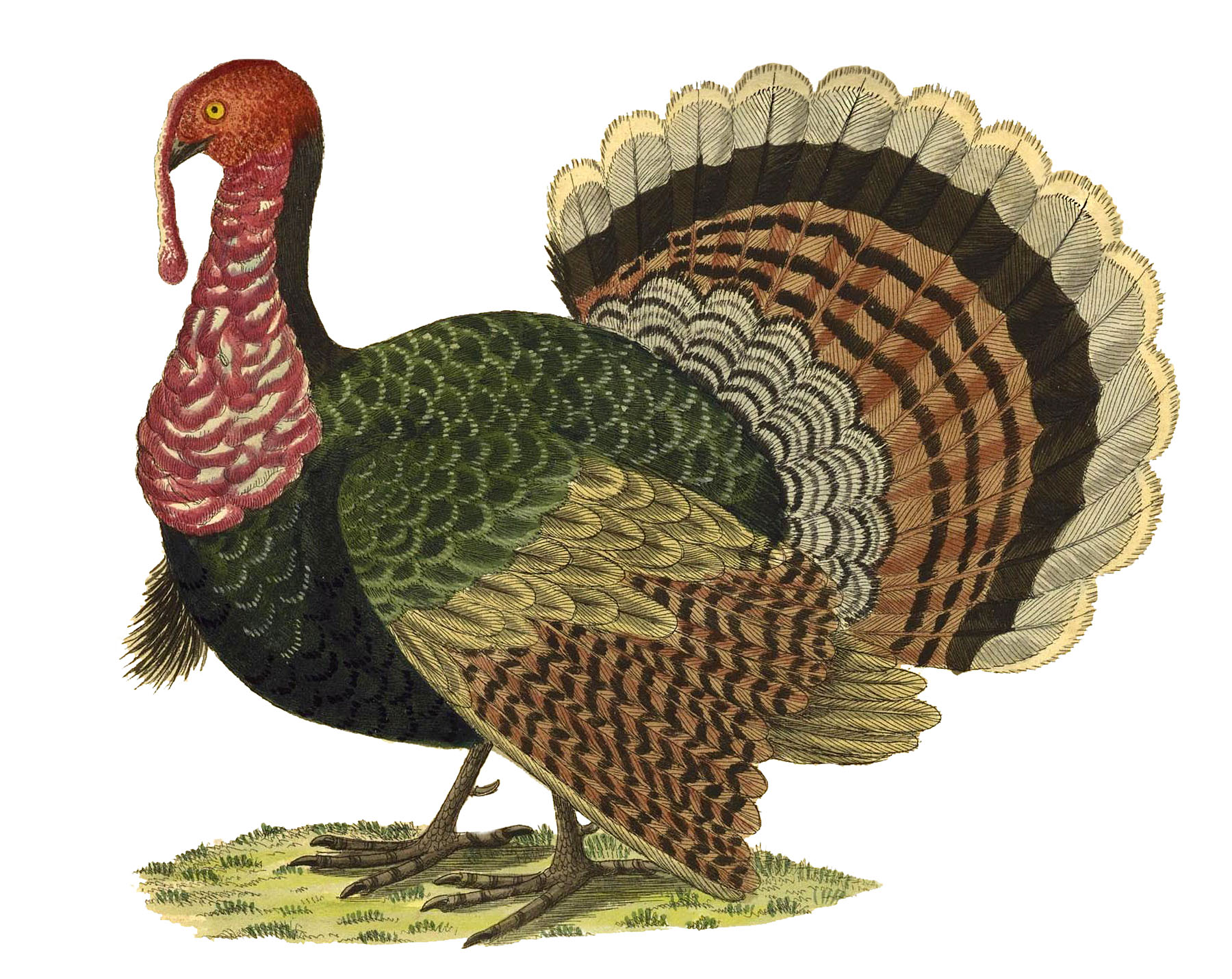 Happy Thanksgiving Image! Graphics Fairy