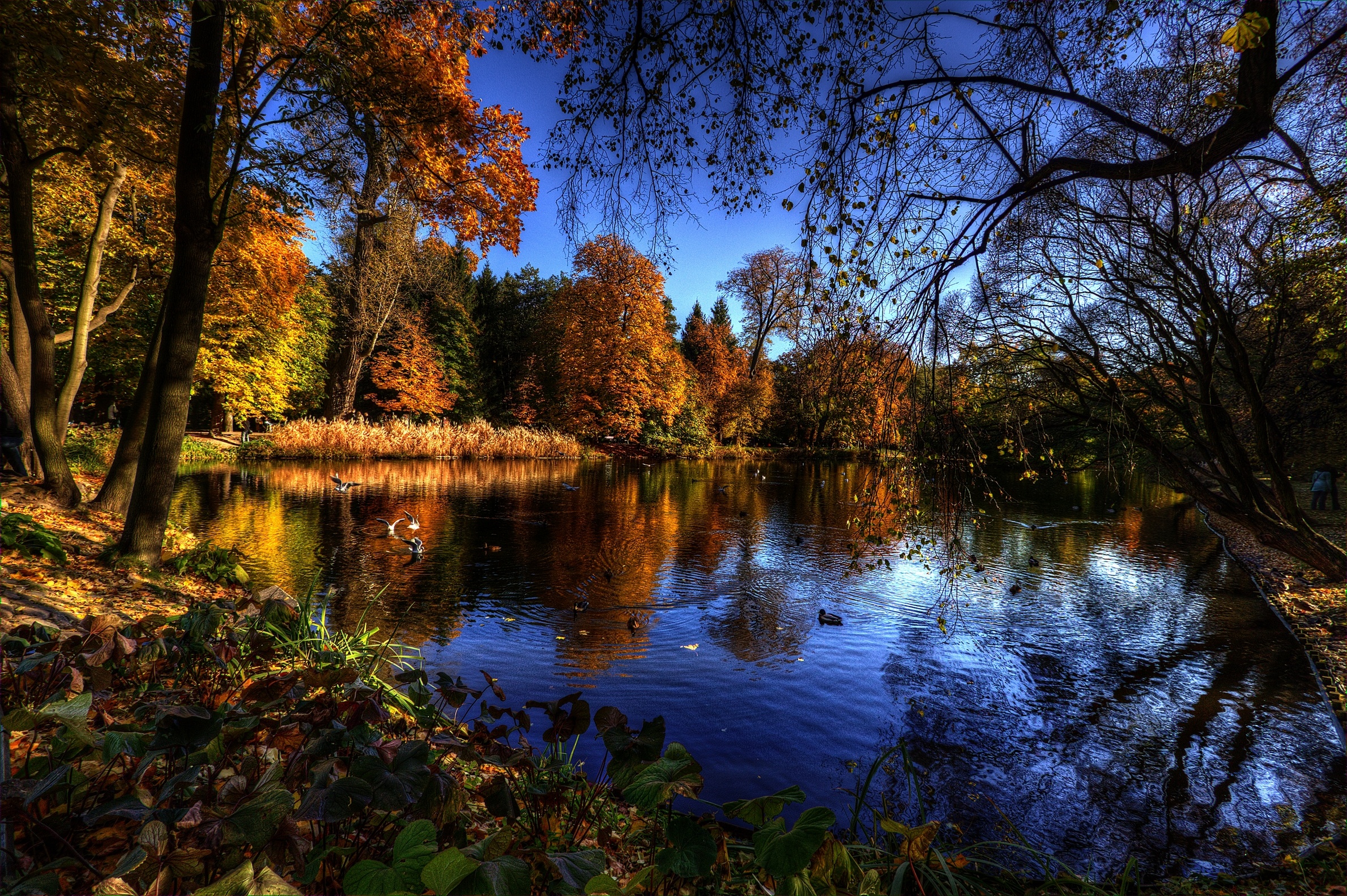 Autumn lake trees birds landscape wallpaperx1582