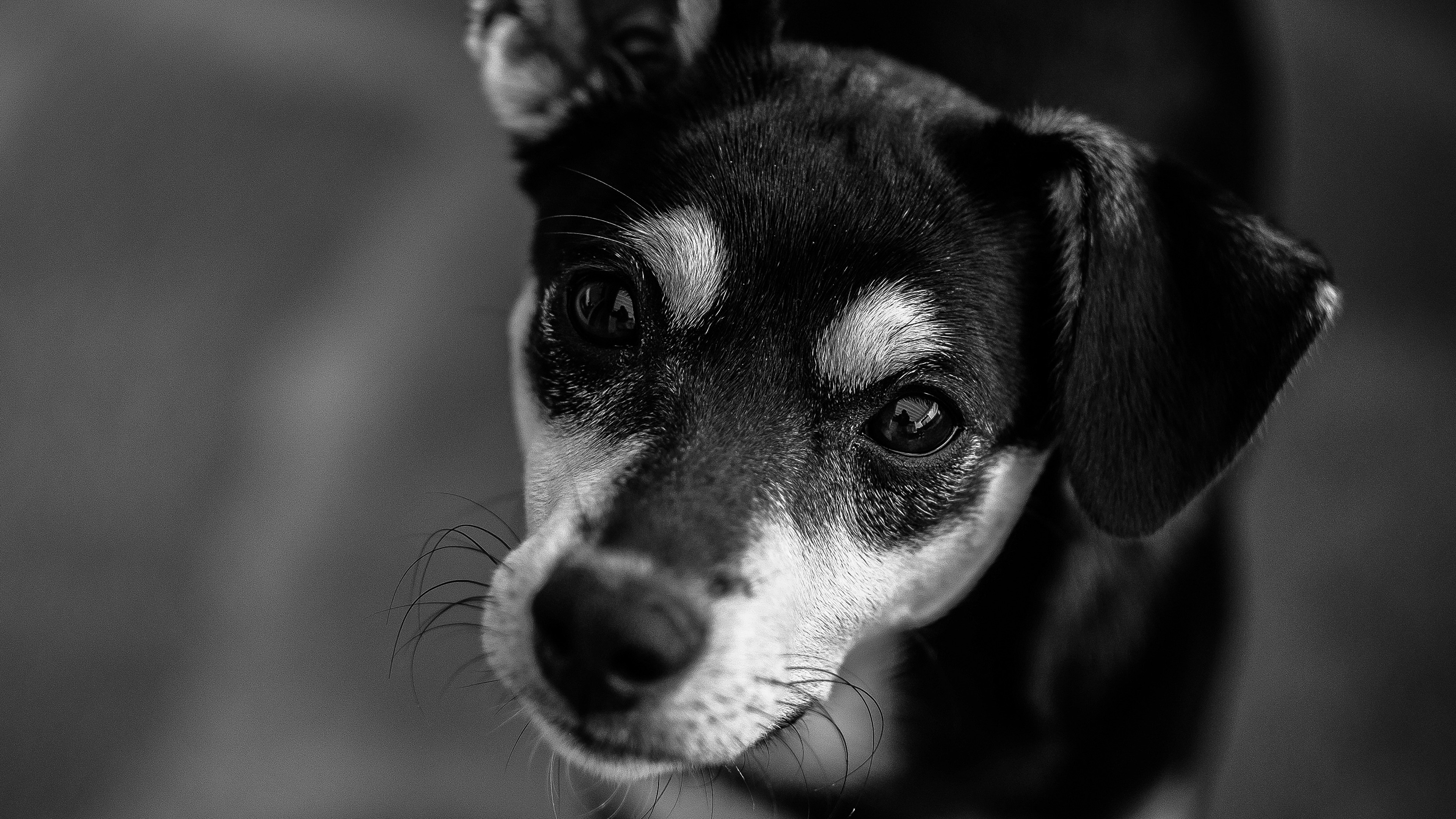 Nature Dog Bw Dark Cute Animal