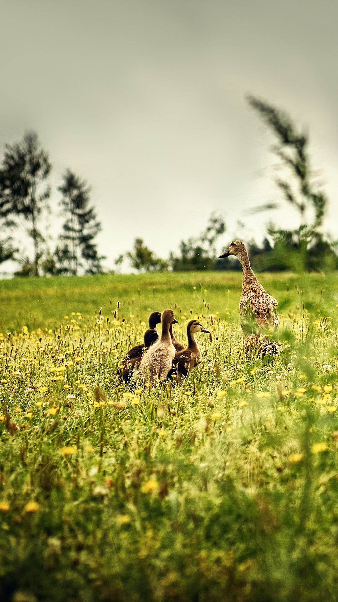 Ducks Wallpaper for Phone