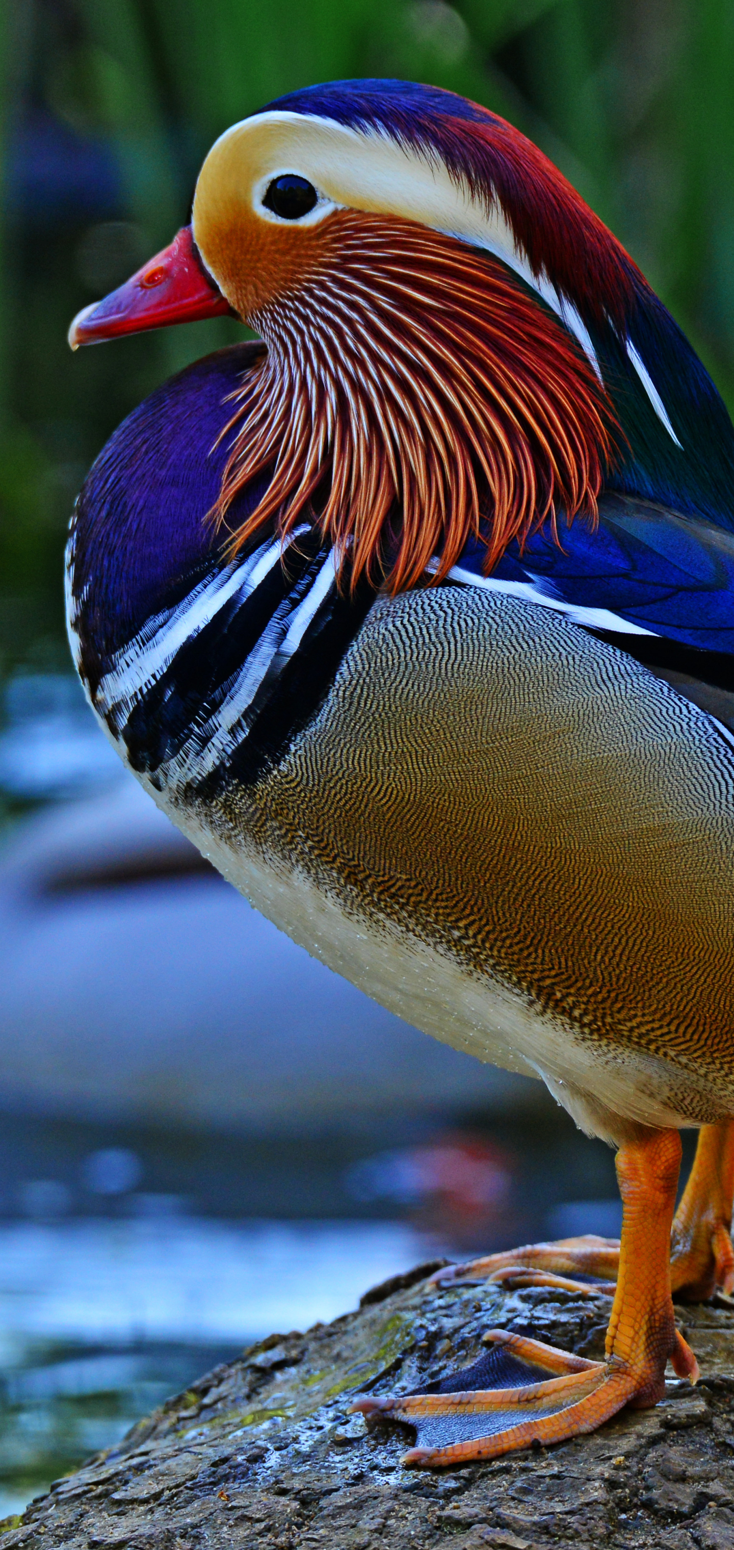 Mandarin Duck Phone Wallpaper