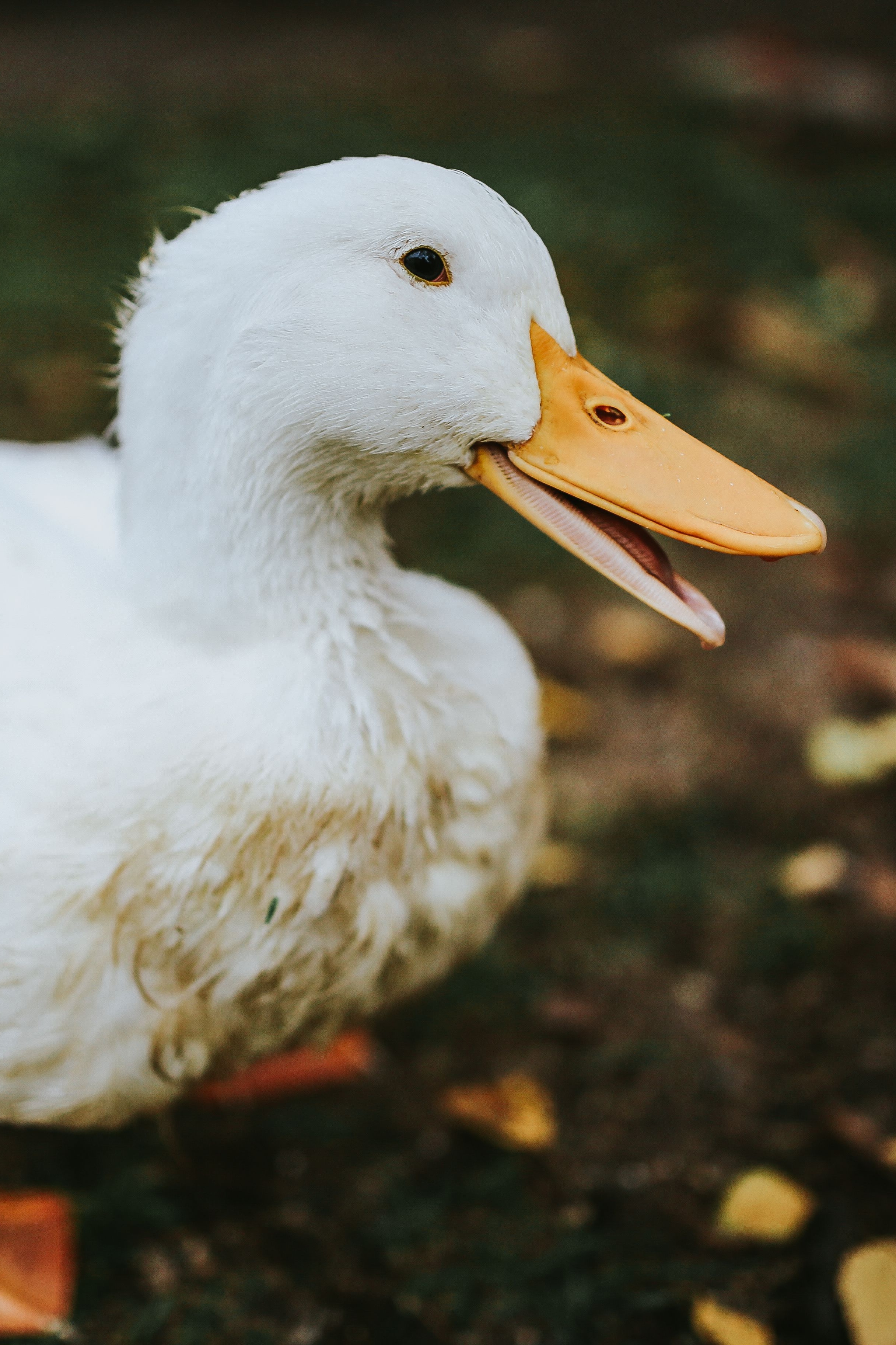 Cute white duck Wallpaper Download