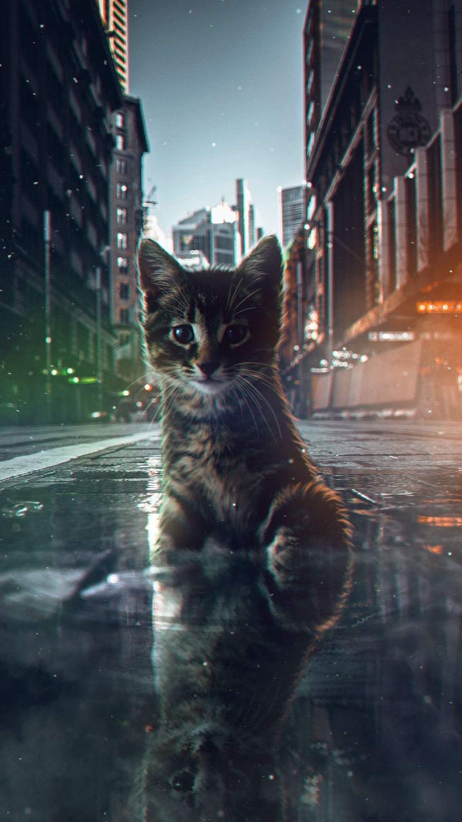 Glitch Kitten iPhone Wallpaper. Cat photography, Animal wallpaper, iPhone wallpaper image