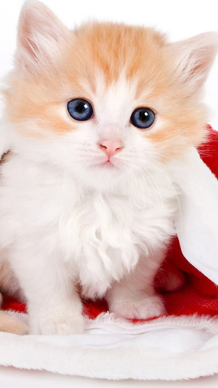 Cute Lovely Christmas Hat Kitten iPhone