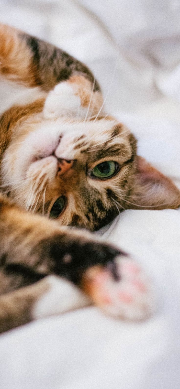 Cute Cat Wallpaper iPhone Background Like Cats Very Much. Cute cat wallpaper, Beautiful cat, Beautiful cats