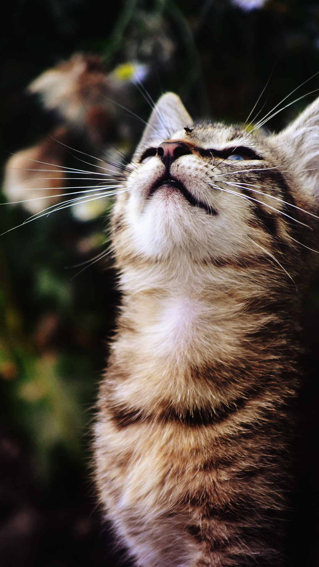 Happy Kitten Wallpaper iPhone 11