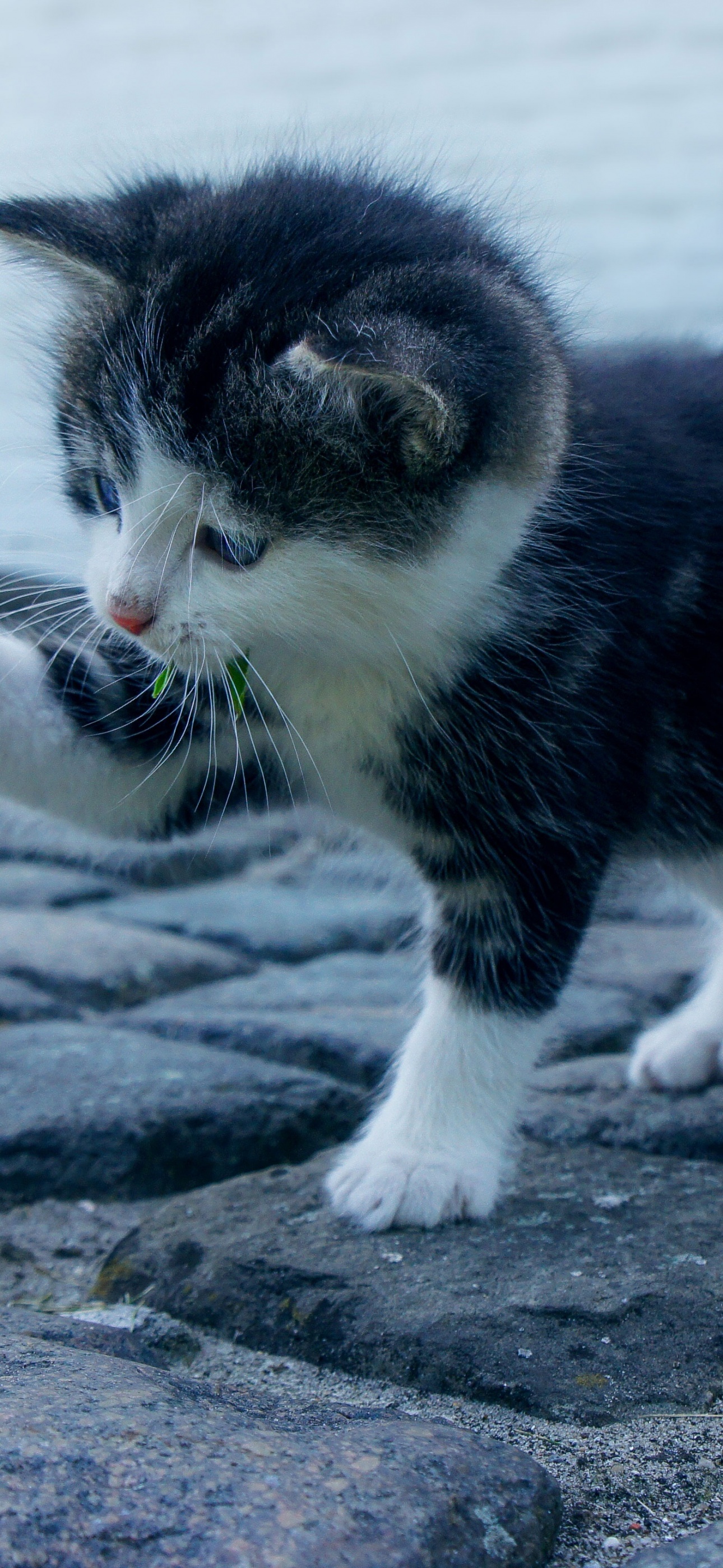 Kitten Wallpaper 4K, Adorable, Kitty, Pet, Cute Cat