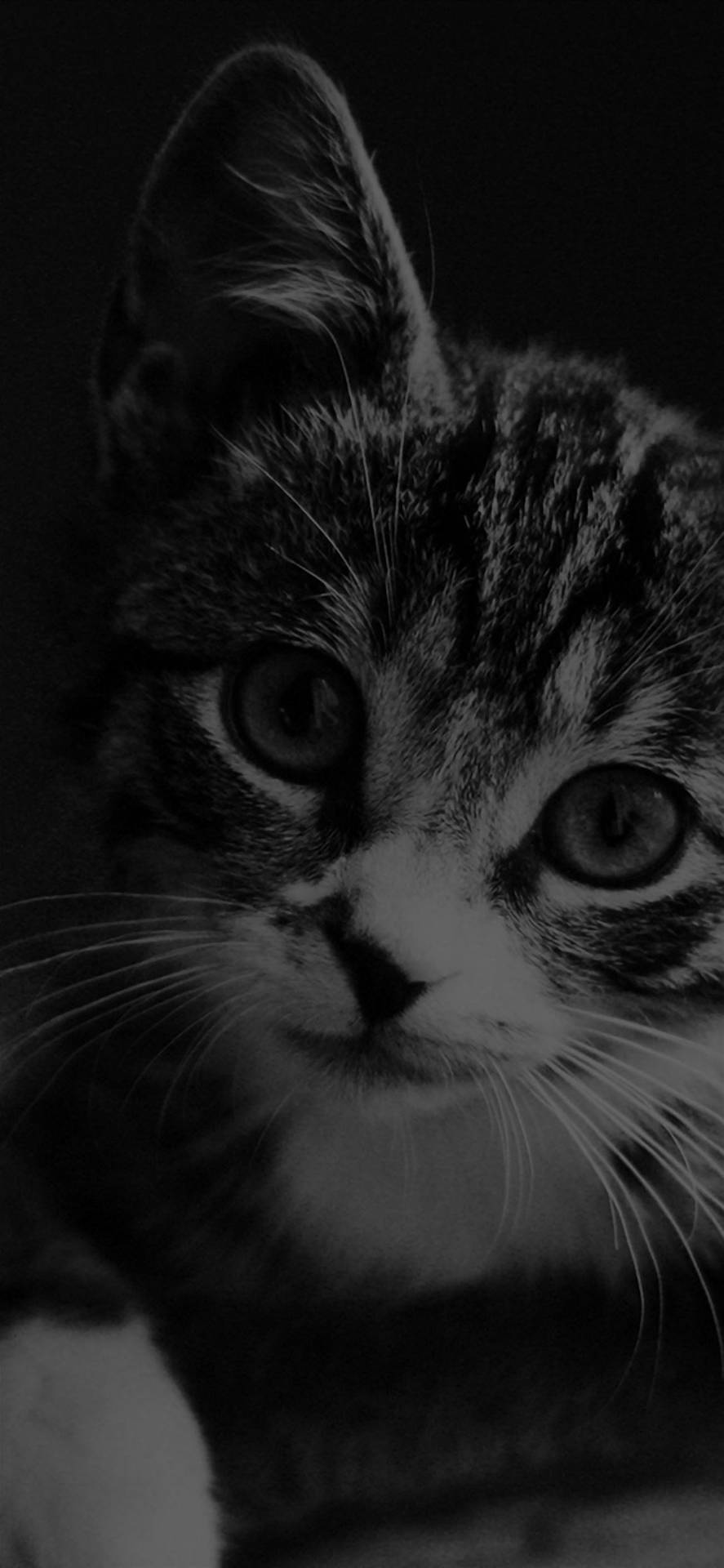 Download Black And White Kitten Black Apple iPhone Wallpaper