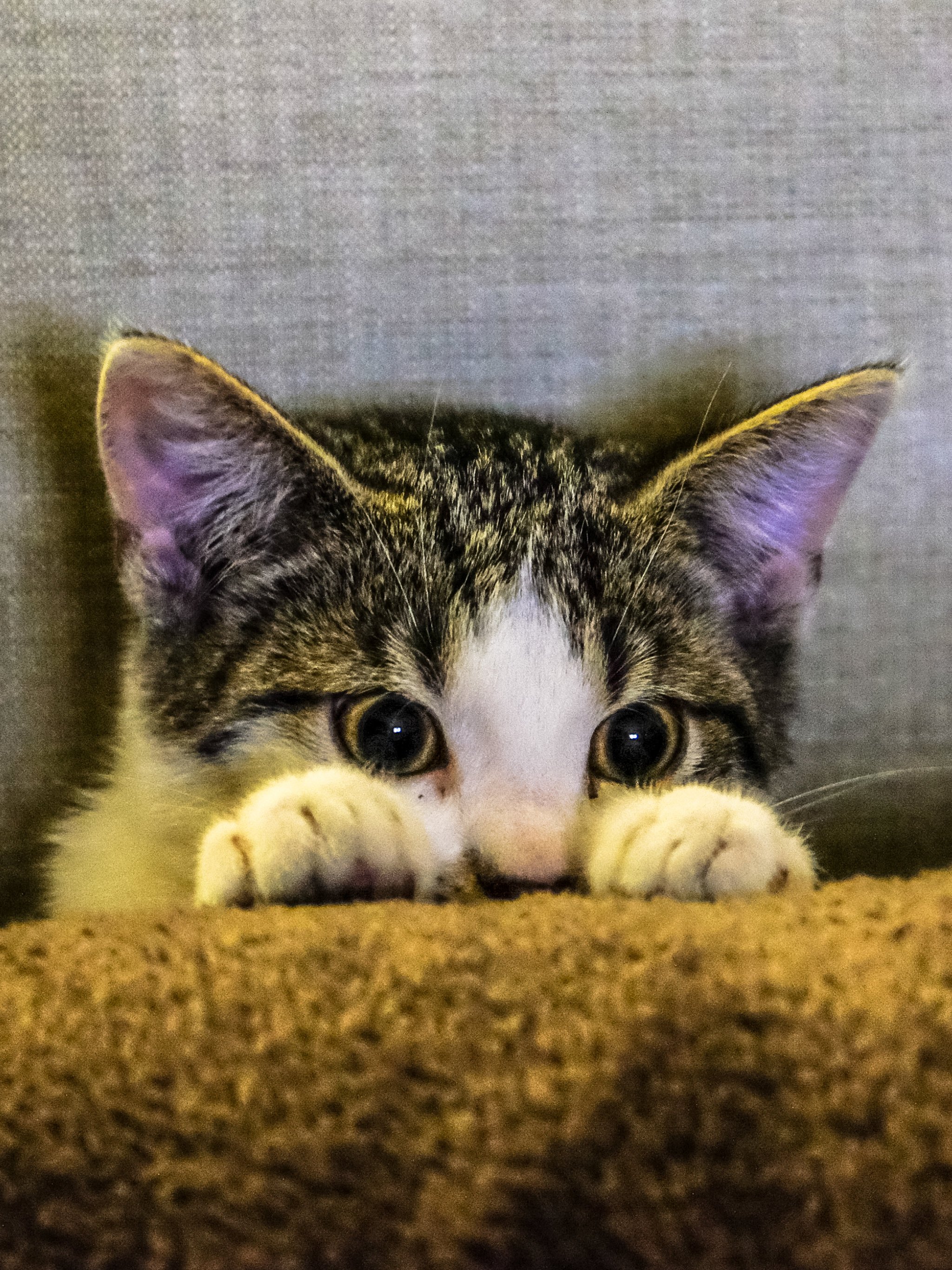 Kitten Peeking Wallpaper, Android & Desktop Background