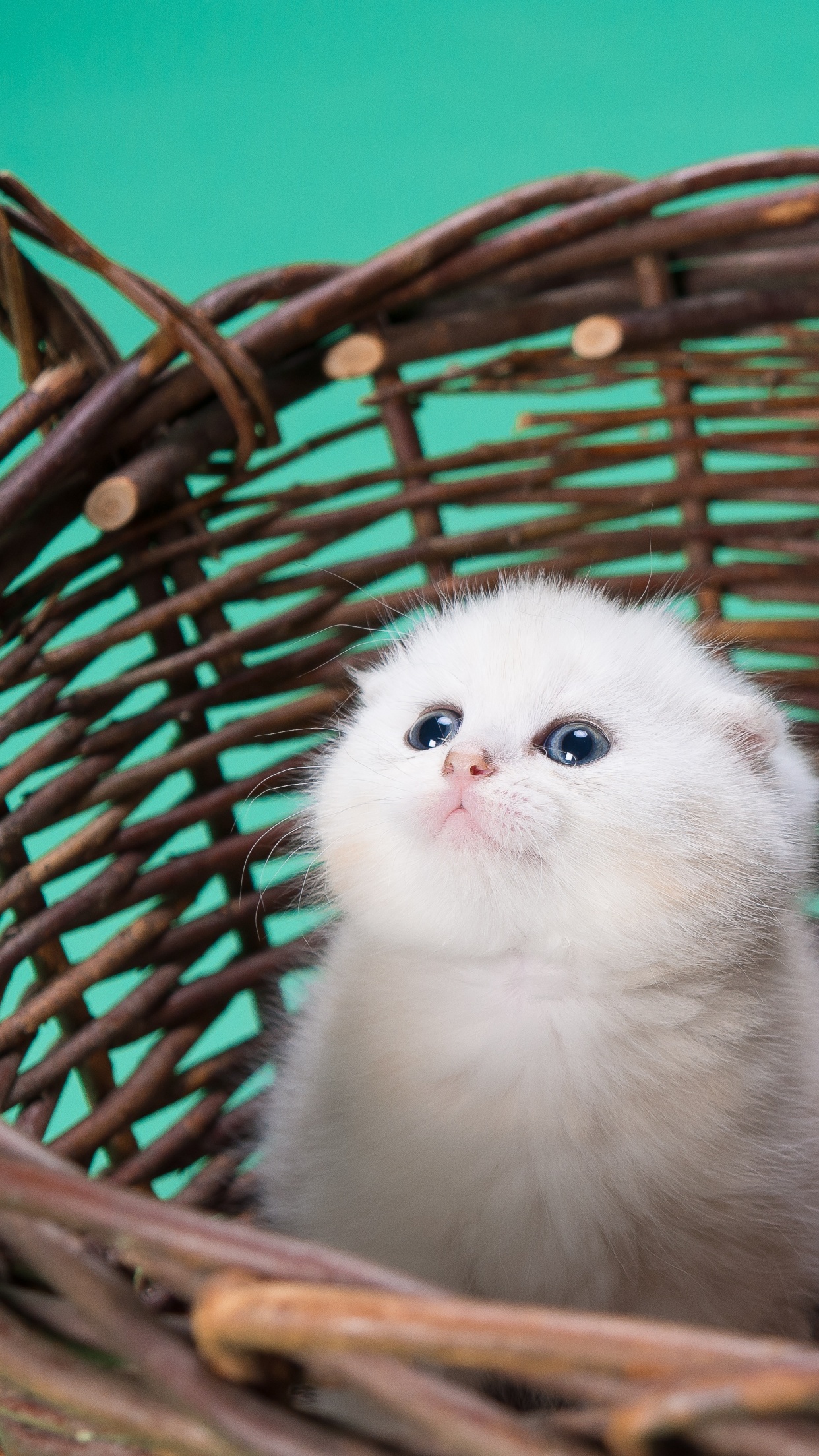 White cat Wallpaper 4K, Kitty, Basket, Puppy