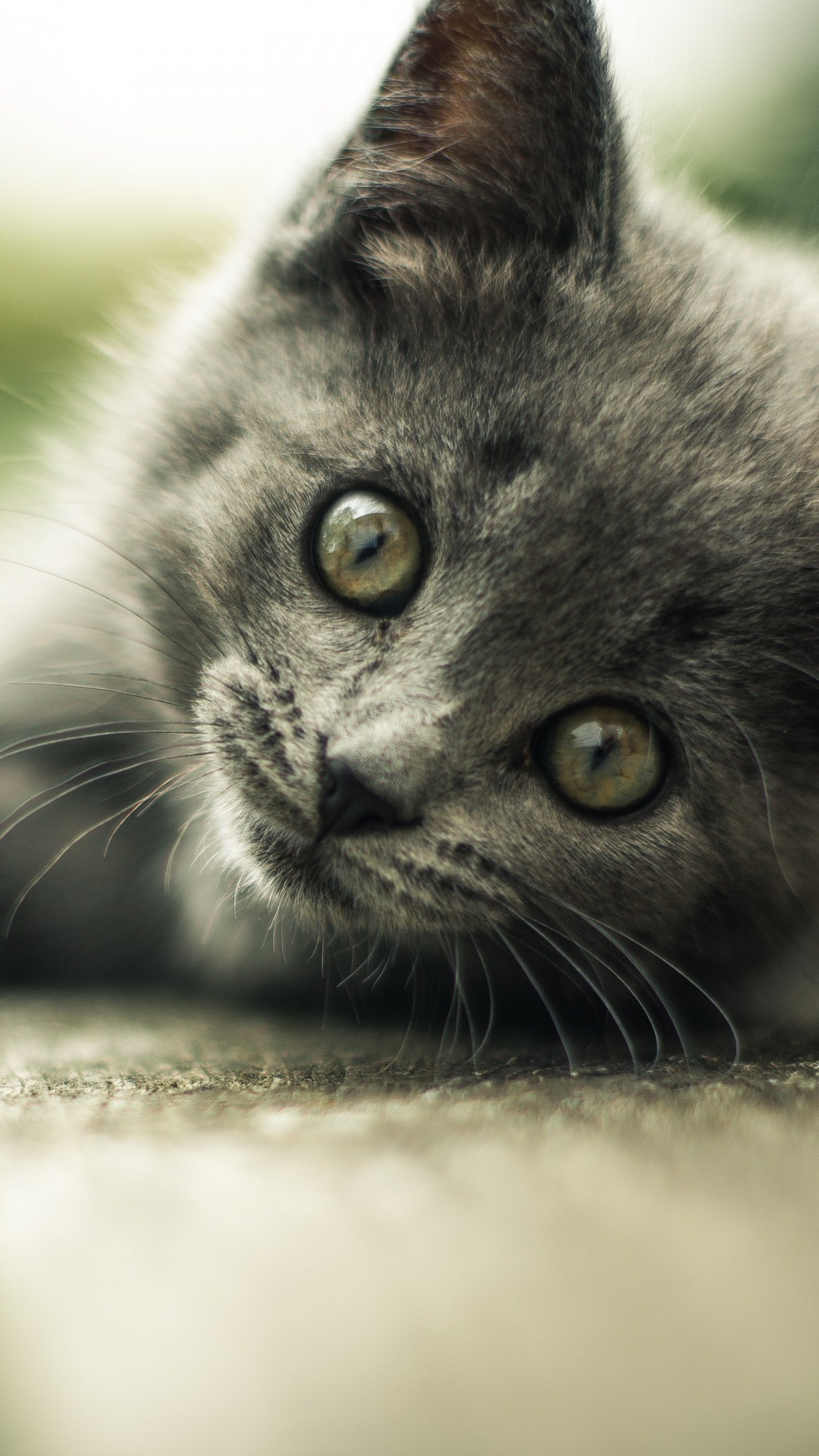 Gray Kitten Wallpaper, Android & Desktop Background