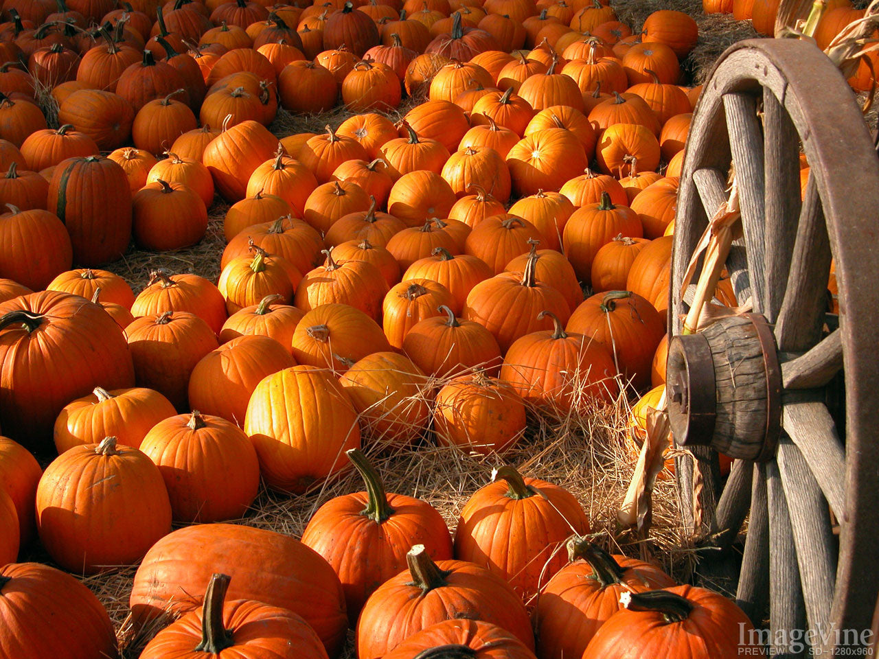 Thanksgiving Background