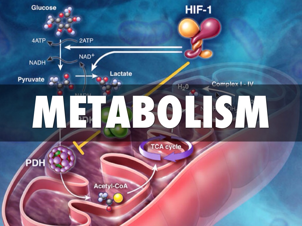 Metabolism