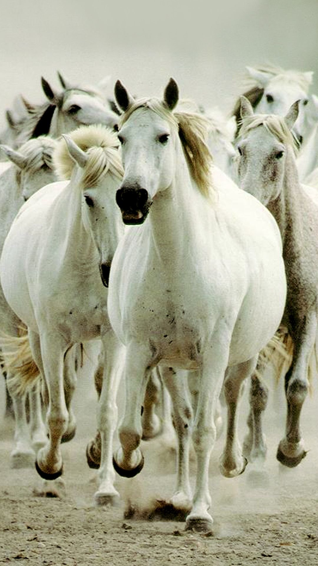 Wild horses Wallpaper Download