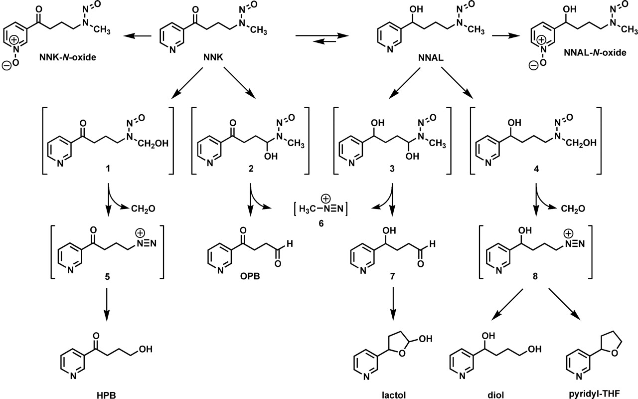 Fig. 1. COMPARATIVE METABOLISM OF THE TOBACCO SPECIFIC NITROSAMINES 4 (METHYLNITROSAMINO) 1 (3 PYRIDYL) 1 BUTANONE AND 4 (METHYLNITROSAMINO) 1 (3 PYRIDYL) 1 BUTANOL BY RAT CYTOCHROME P450 2A3 AND HUMAN CYTOCHROME P450 2A13. Drug Metabolism & Disposition