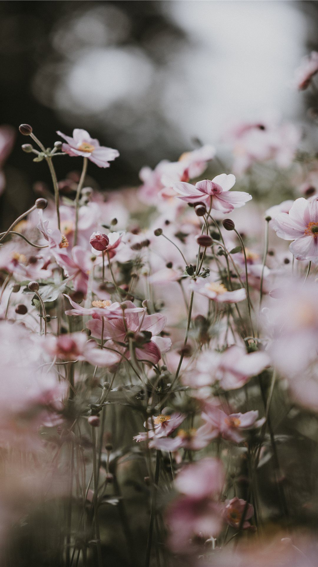 Pastel pink flowers iPhone 8 wallpaper. Flower iphone wallpaper, Pastel iphone wallpaper, Flower wallpaper