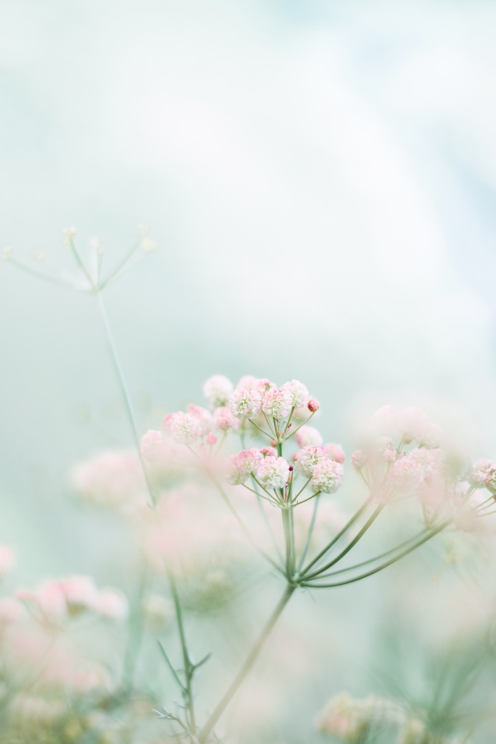 Pink and white flowers in tilt shift lens photo