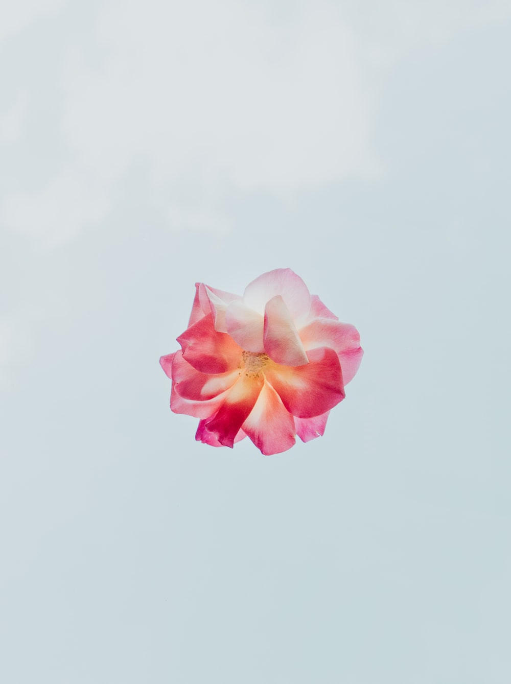 Flower Wallpaper: Free HD Download