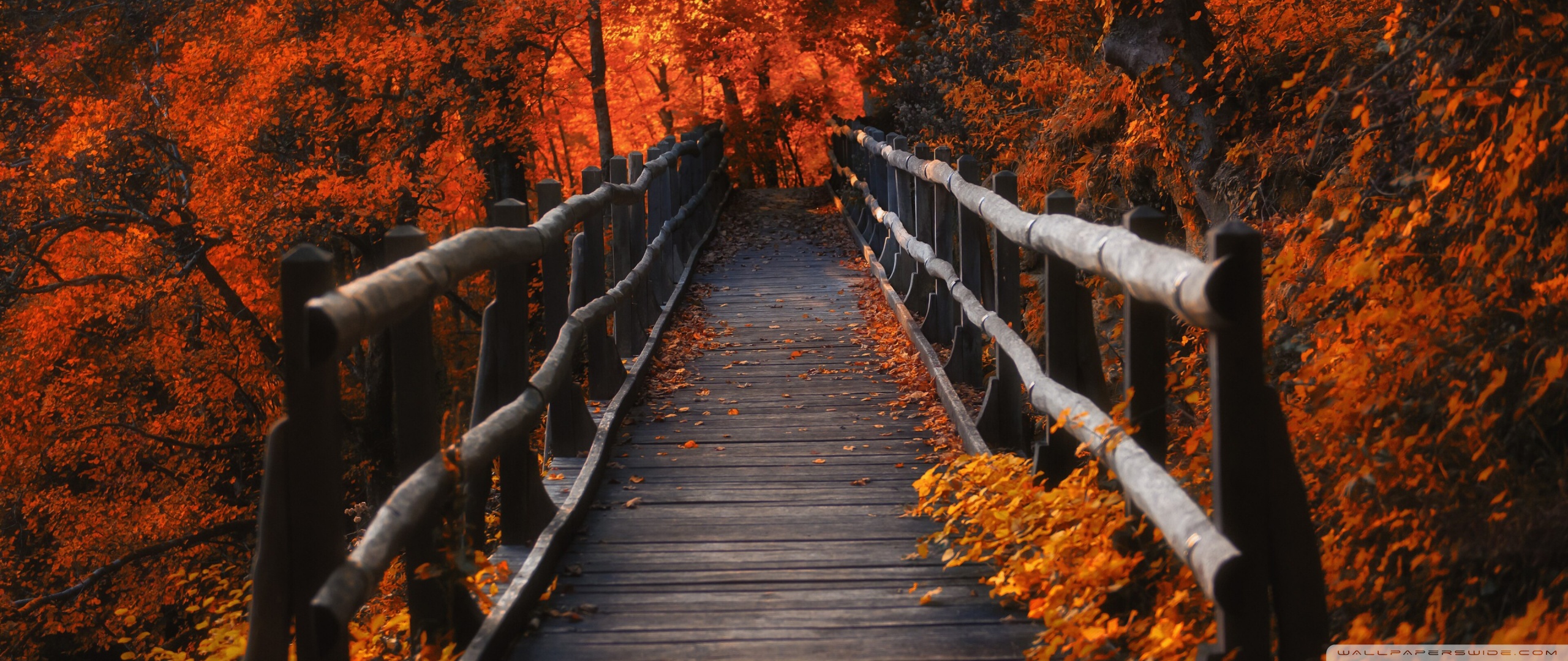 Autumn, Hike Ultra HD Desktop Background Wallpaper for: Widescreen & UltraWide Desktop & Laptop, Multi Display, Dual Monitor, Tablet