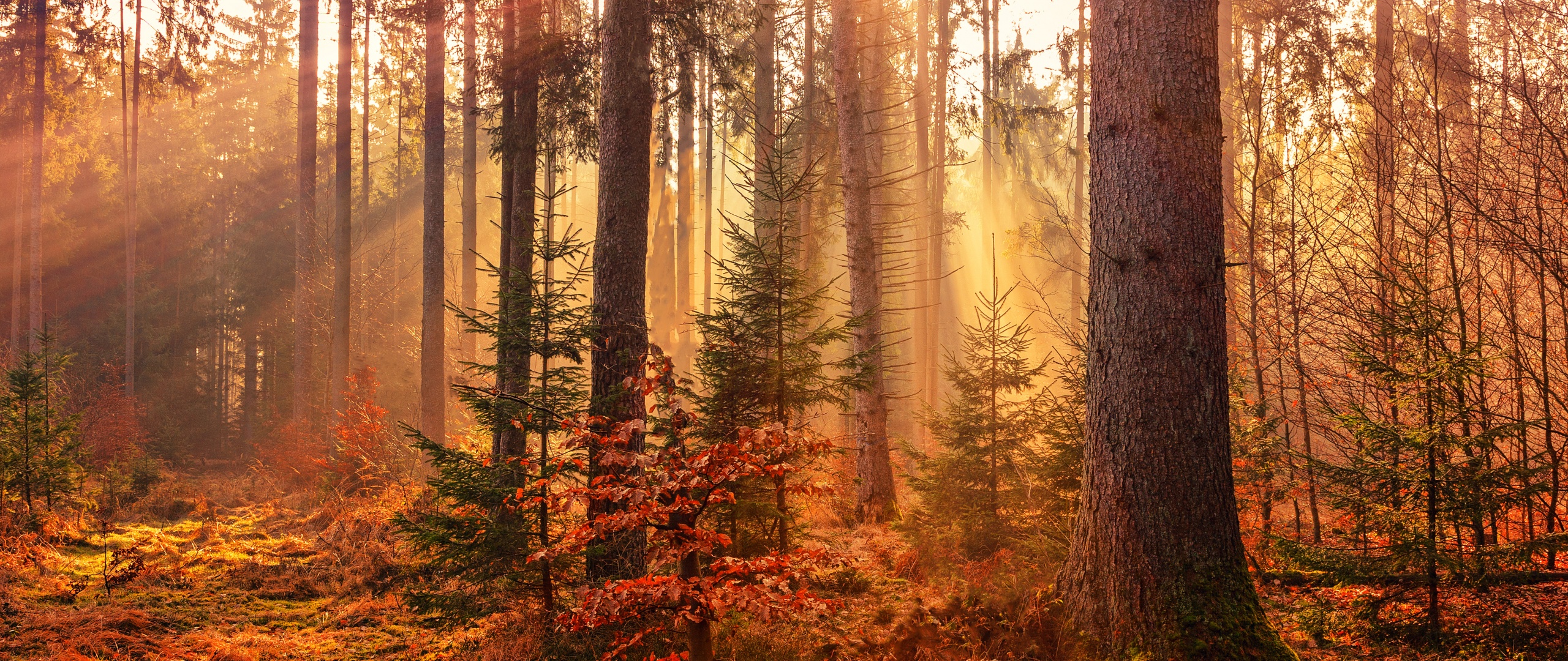 Fall Wallpaper 4K, Sunlight, Forest, Autumn